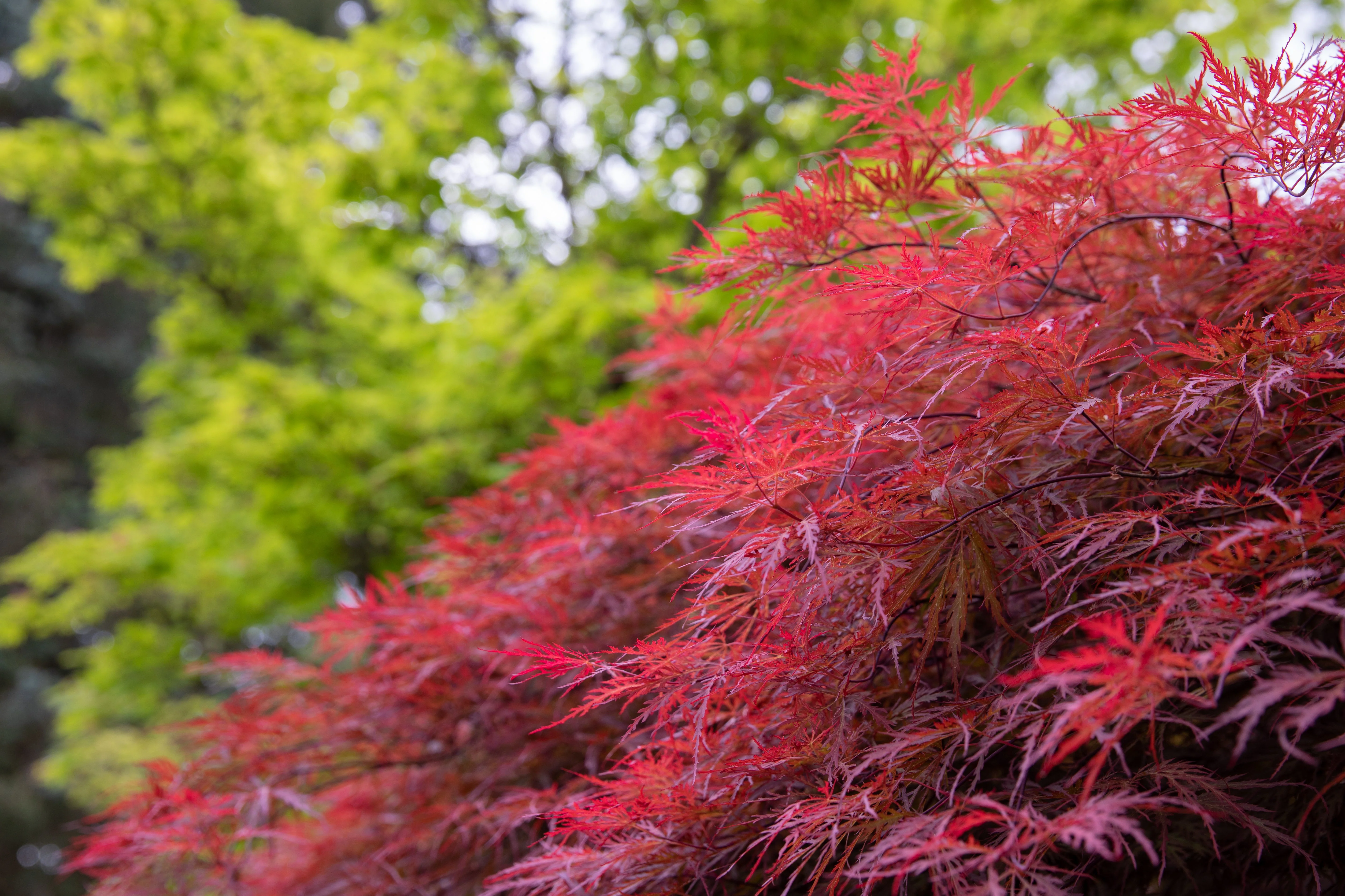 10 INABA SHIDARE MAPLE Weeping Red Laceleaf Japanese Acer Palmatum Dissectum Tree Seeds - Image 5