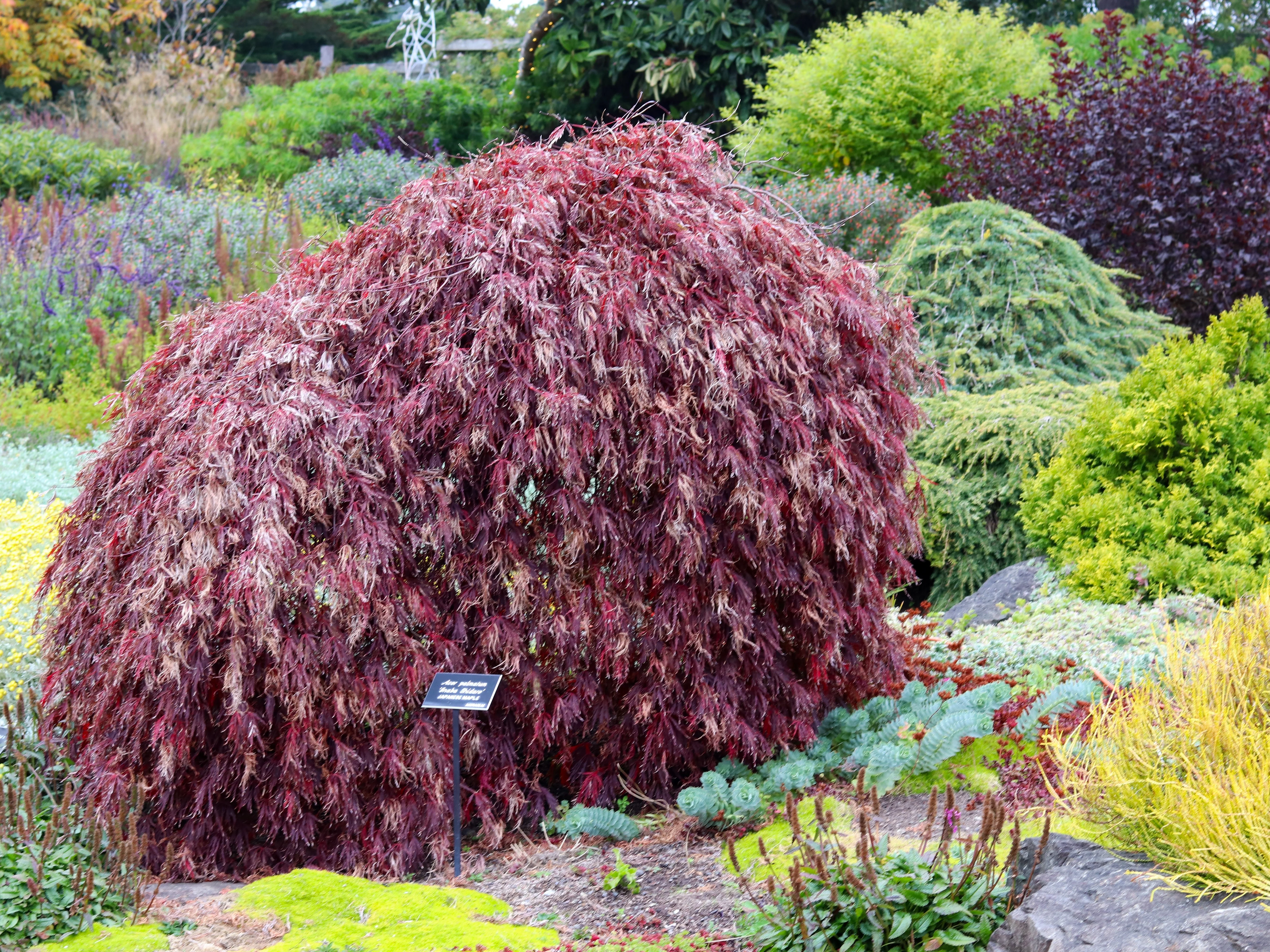 10 INABA SHIDARE MAPLE Weeping Red Laceleaf Japanese Acer Palmatum Dissectum Tree Seeds - Image 6