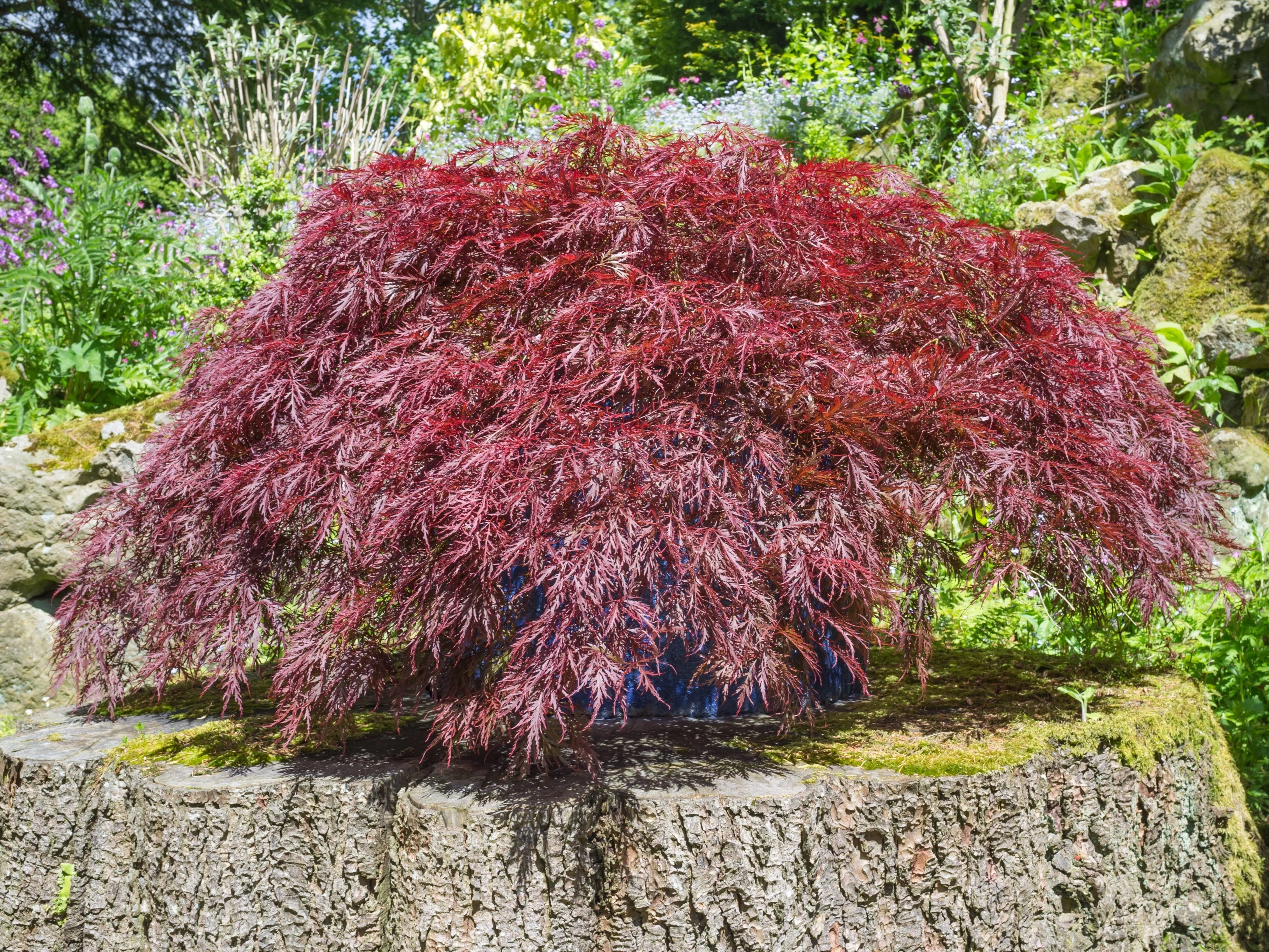 10 INABA SHIDARE MAPLE Weeping Red Laceleaf Japanese Acer Palmatum Dissectum Tree Seeds - Image 7