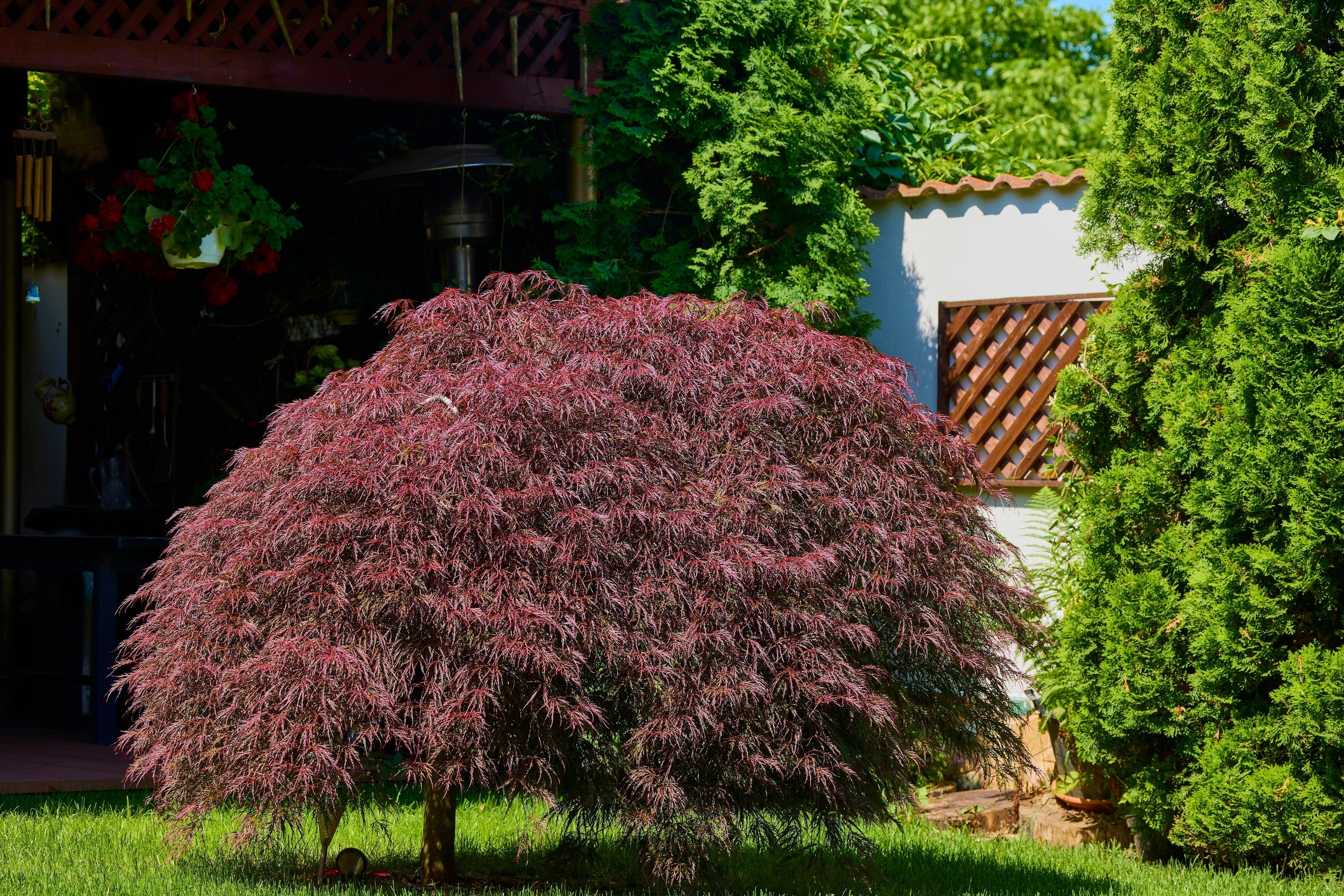 10 INABA SHIDARE MAPLE Weeping Red Laceleaf Japanese Acer Palmatum Dissectum Tree Seeds - Image 8