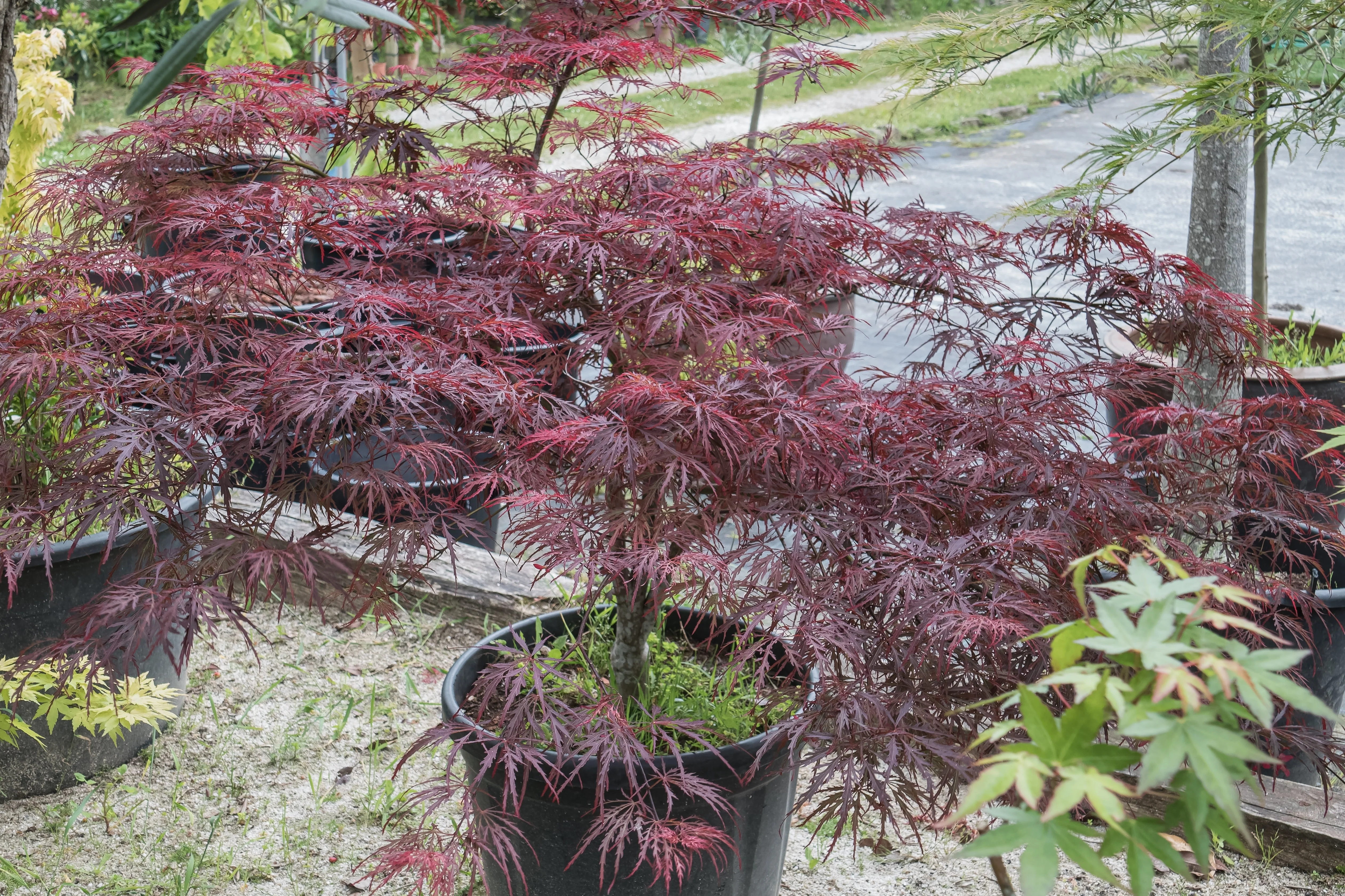 10 INABA SHIDARE MAPLE Weeping Red Laceleaf Japanese Acer Palmatum Dissectum Tree Seeds - Image 9