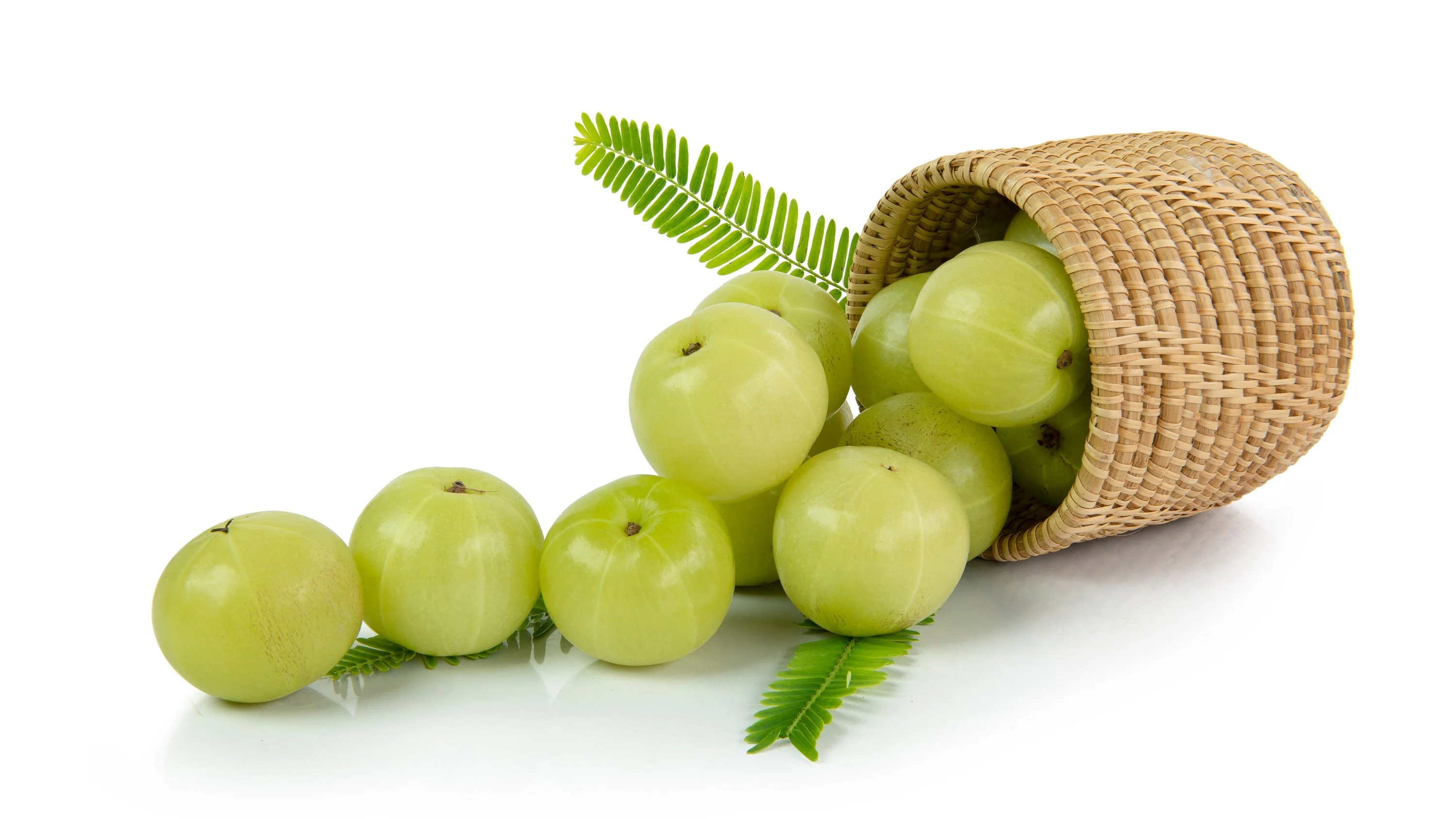 10 INDIAN GOOSEBERRY Phyllanthus Emblica Emblic Edible Fruit Tree Seeds - Image 10