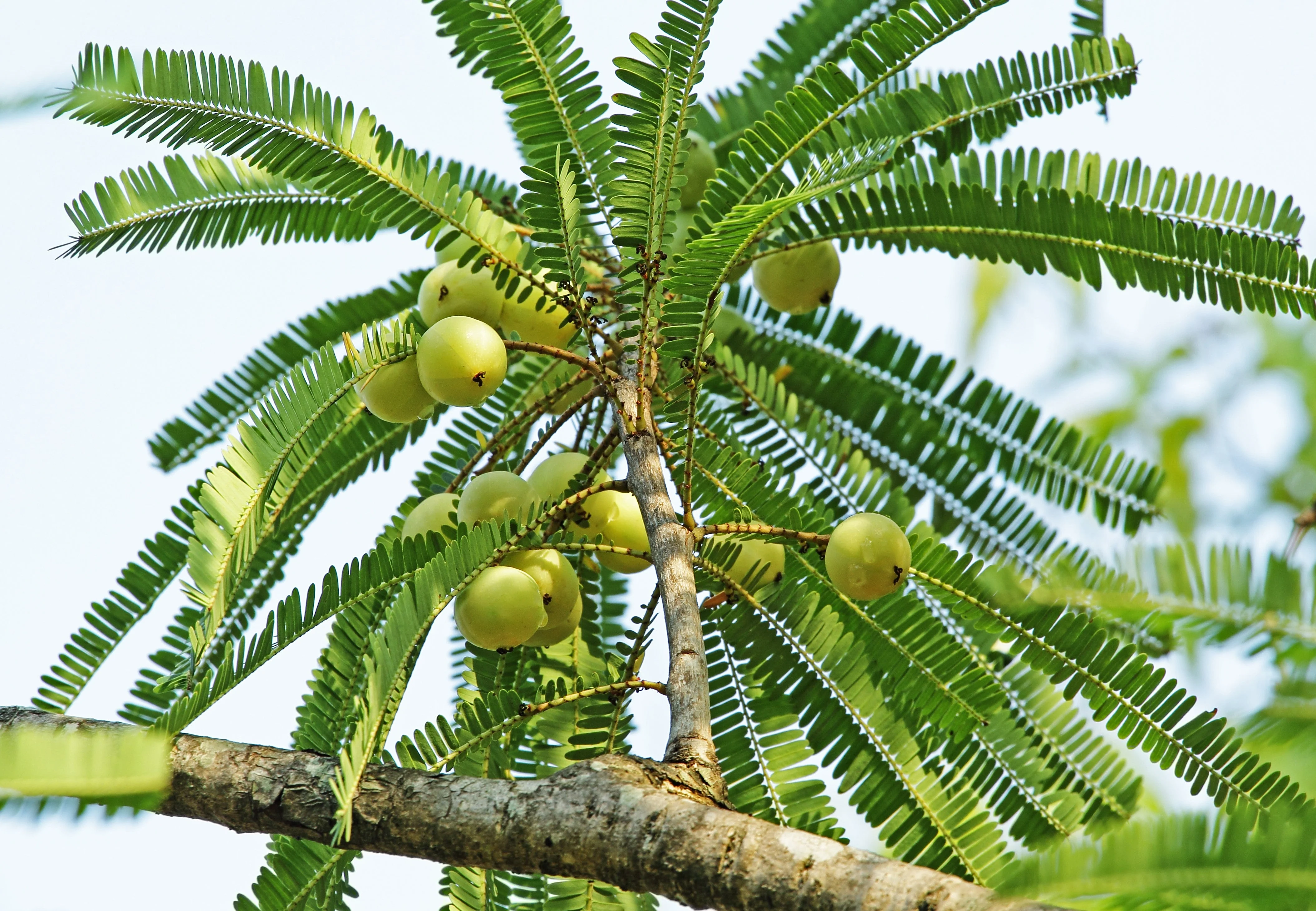 10 INDIAN GOOSEBERRY Phyllanthus Emblica Emblic Edible Fruit Tree Seeds - Image 2