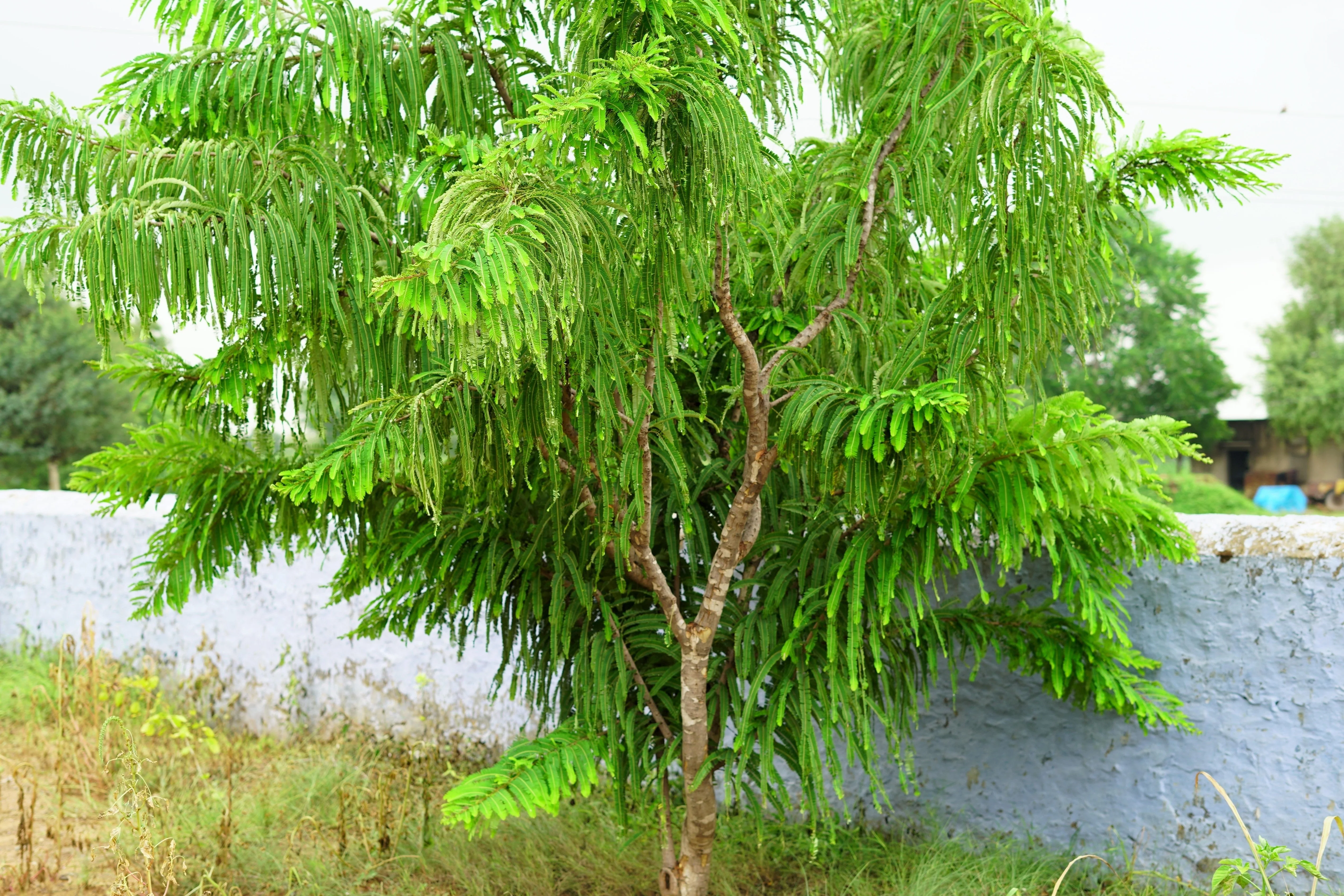10 INDIAN GOOSEBERRY Phyllanthus Emblica Emblic Edible Fruit Tree Seeds - Image 3