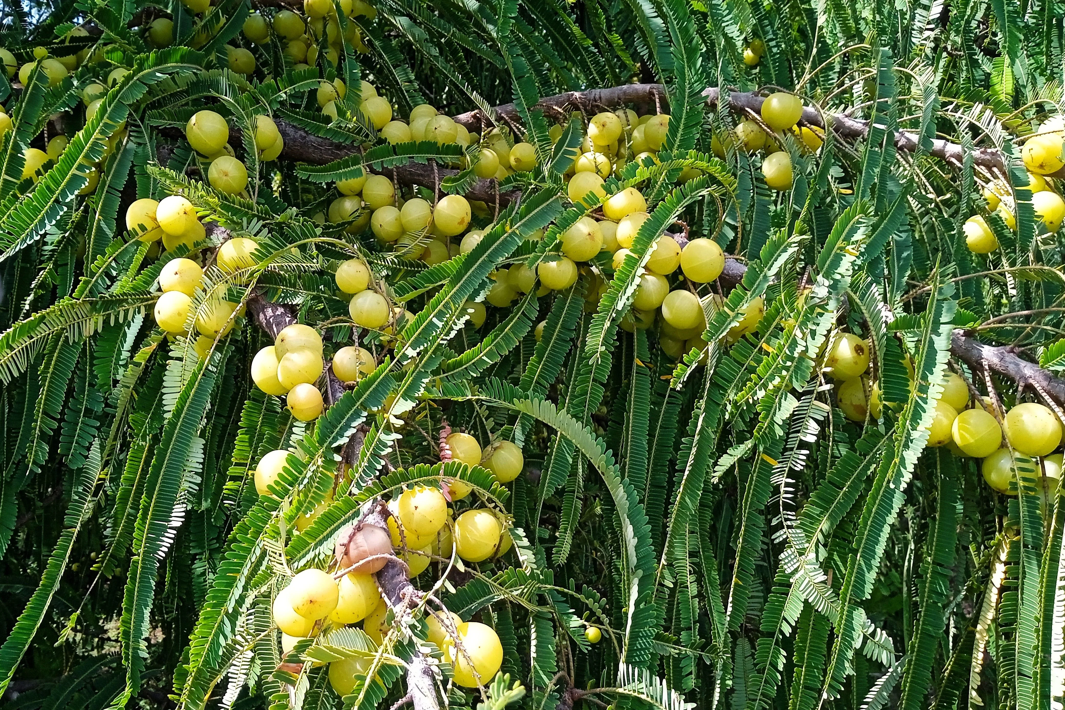 10 INDIAN GOOSEBERRY Phyllanthus Emblica Emblic Edible Fruit Tree Seeds - Image 4