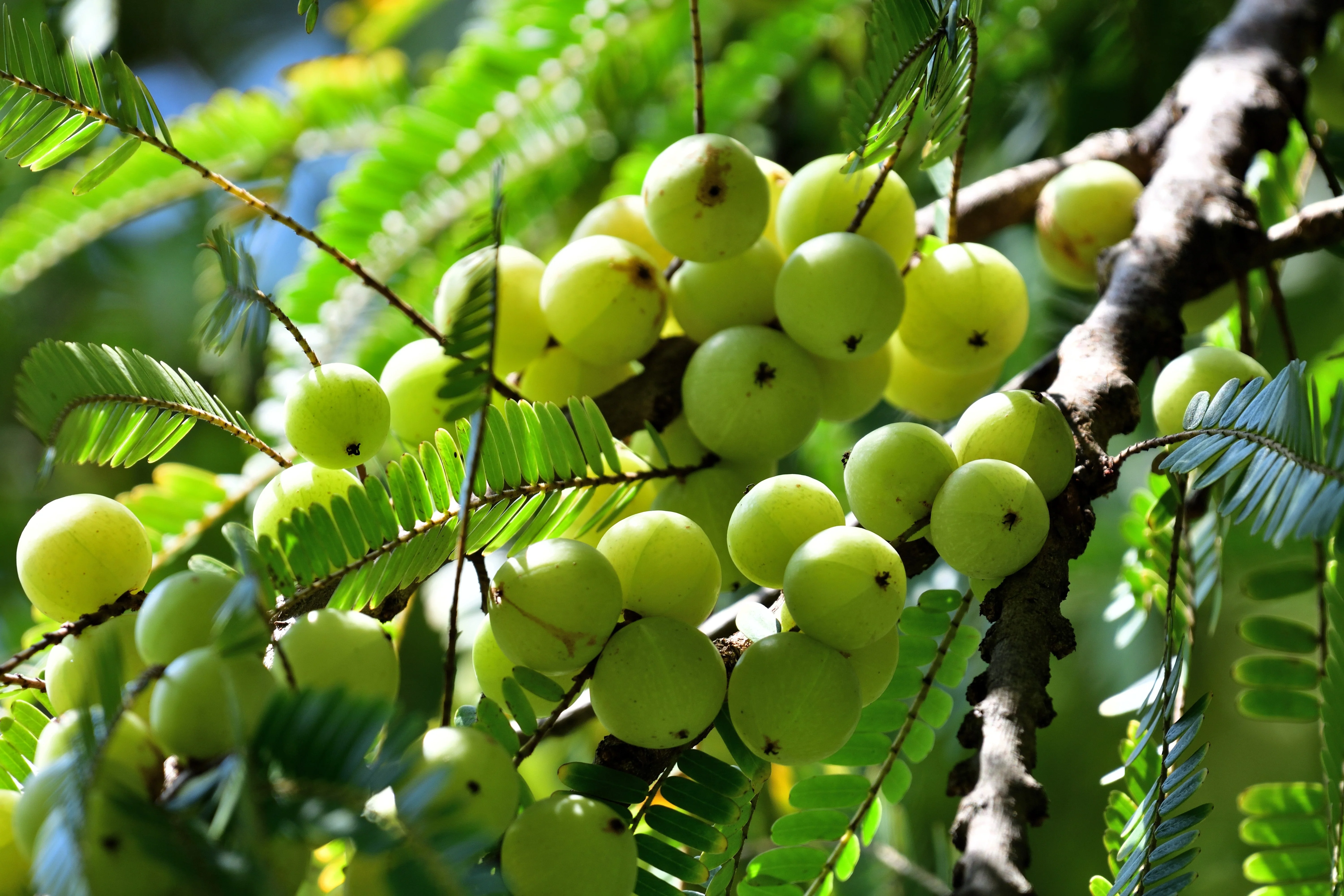 10 INDIAN GOOSEBERRY Phyllanthus Emblica Emblic Edible Fruit Tree Seeds - Image 5