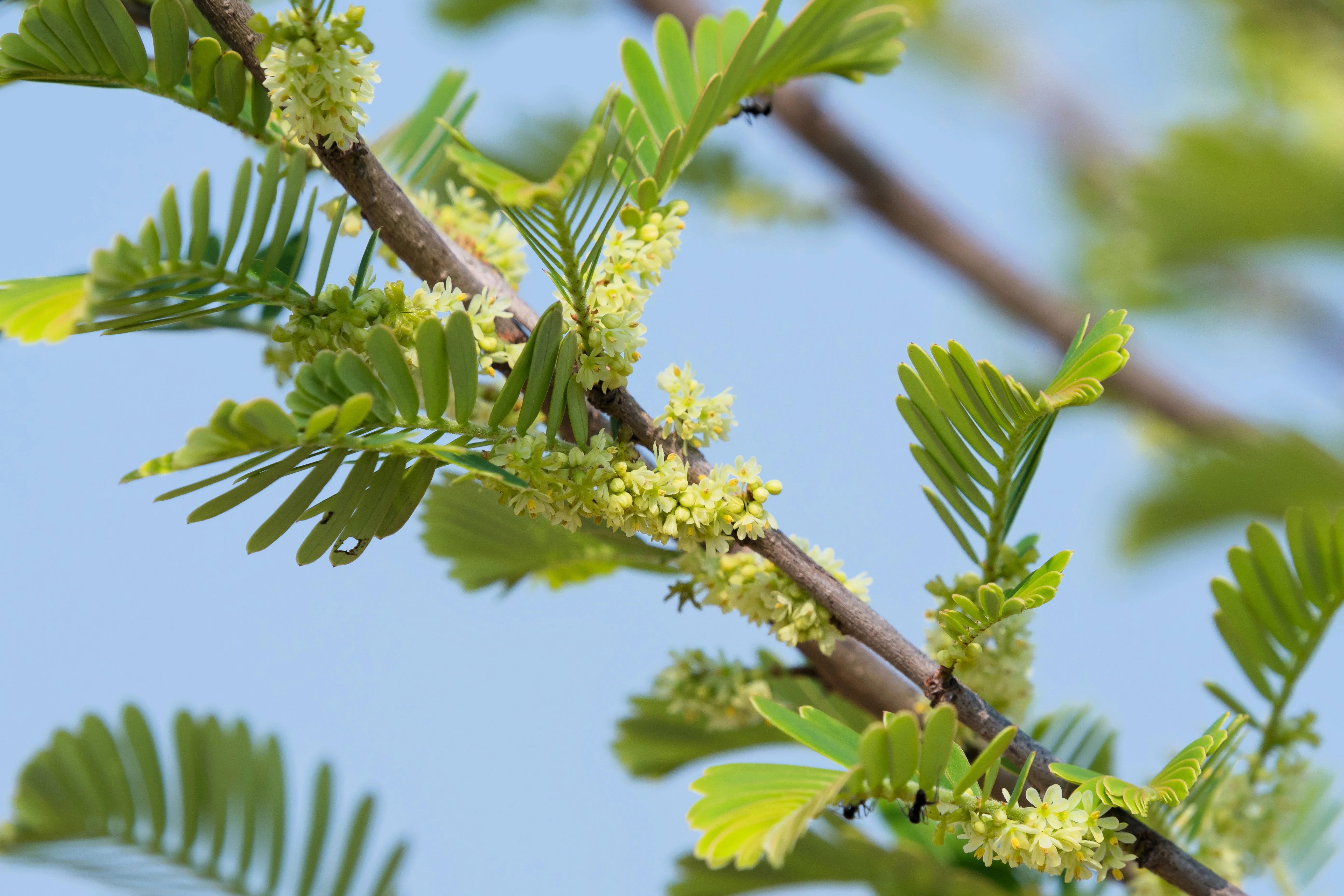 10 INDIAN GOOSEBERRY Phyllanthus Emblica Emblic Edible Fruit Tree Seeds - Image 6