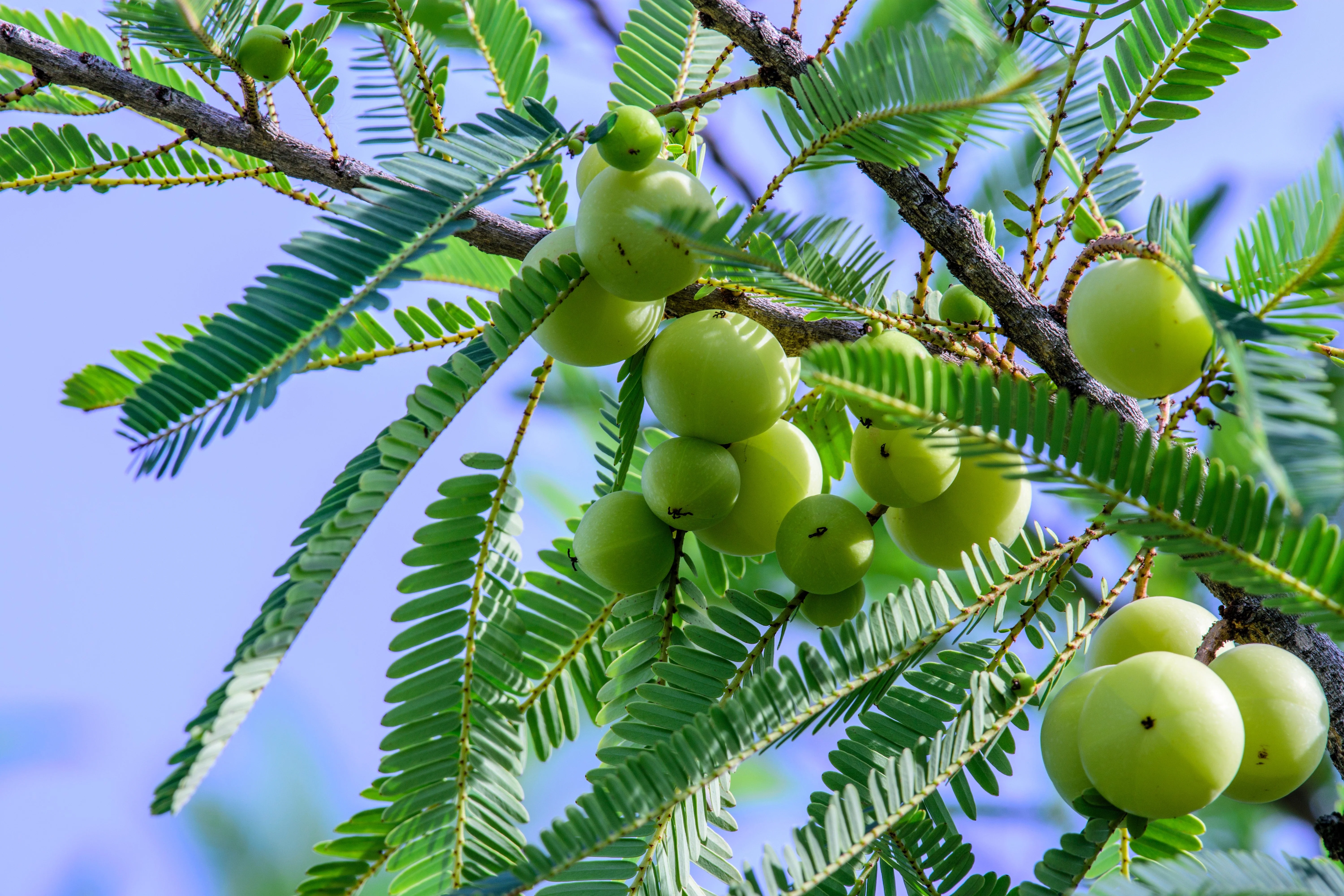 10 INDIAN GOOSEBERRY Phyllanthus Emblica Emblic Edible Fruit Tree Seeds - Image 7