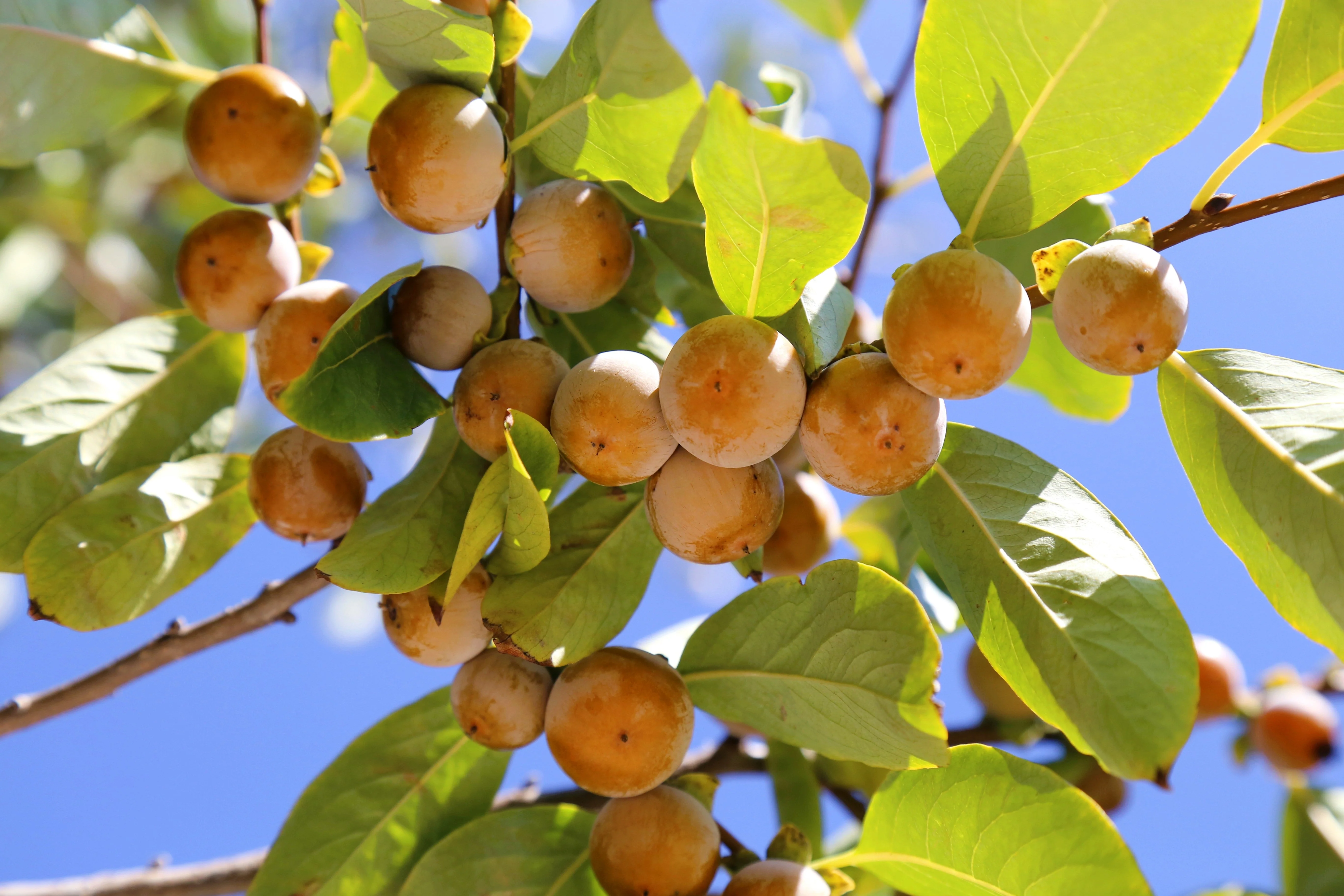 10 ITALIAN PERSIMMON TREE Dateplum Date Plum Fruit Diospyros Lotus Seeds - Image 10