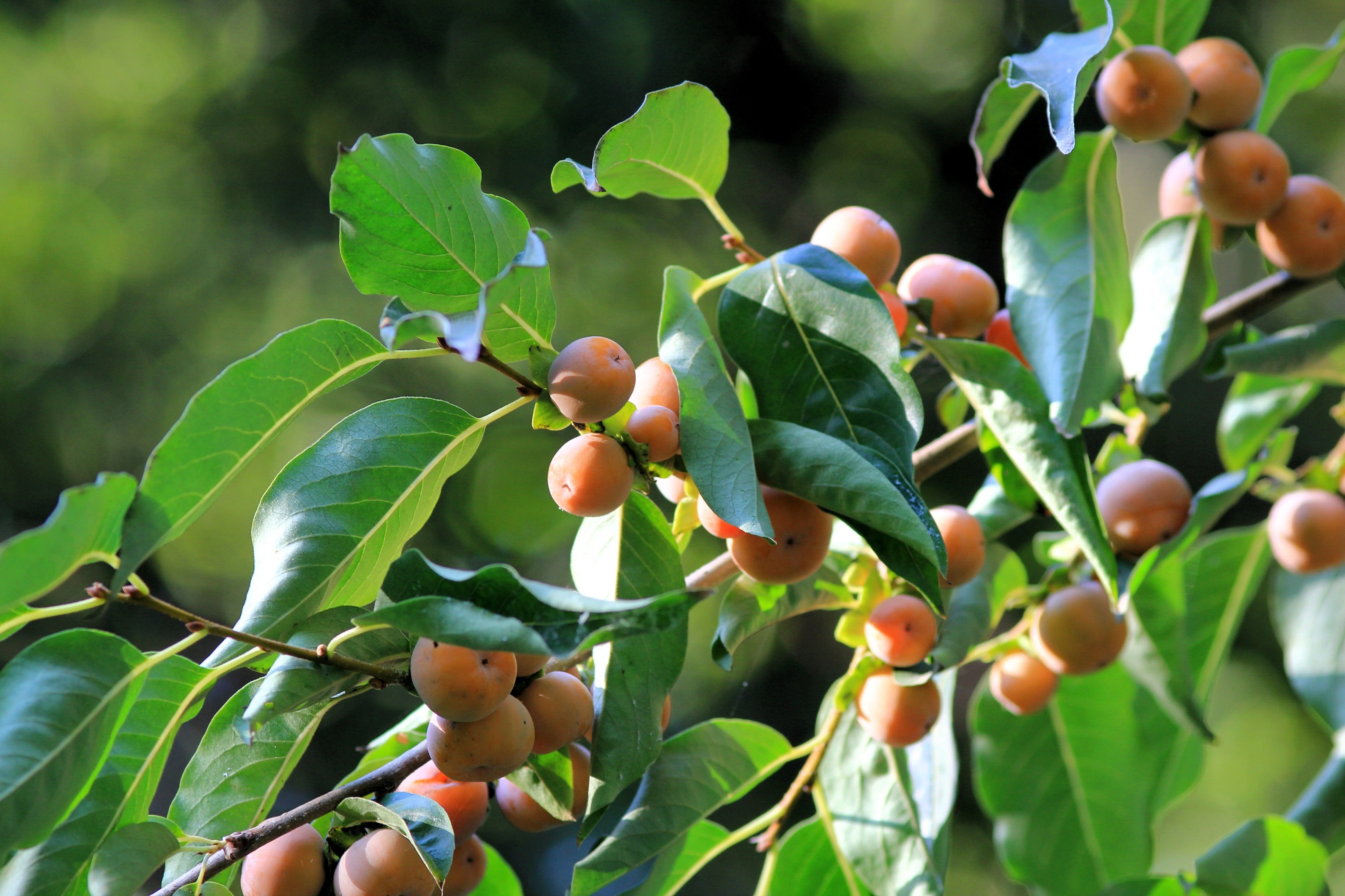 10 ITALIAN PERSIMMON TREE Dateplum Date Plum Fruit Diospyros Lotus Seeds - Image 11