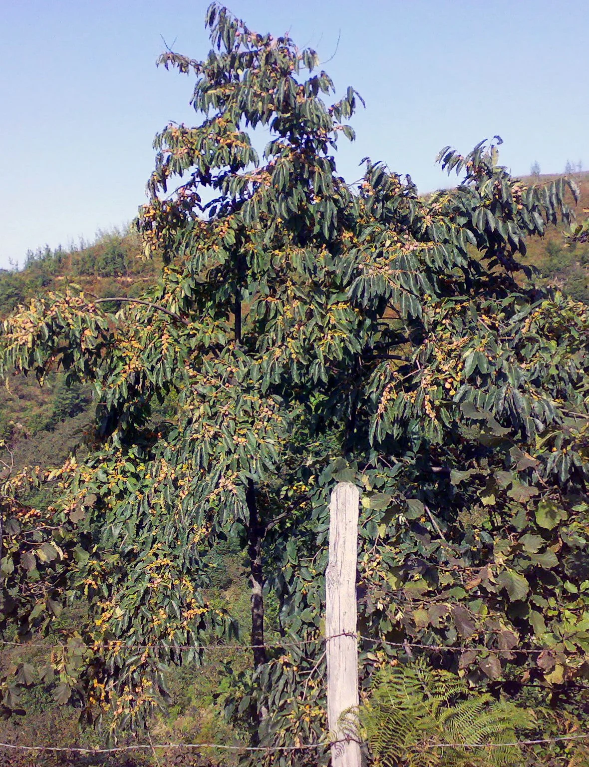 10 ITALIAN PERSIMMON TREE Dateplum Date Plum Fruit Diospyros Lotus Seeds - Image 14