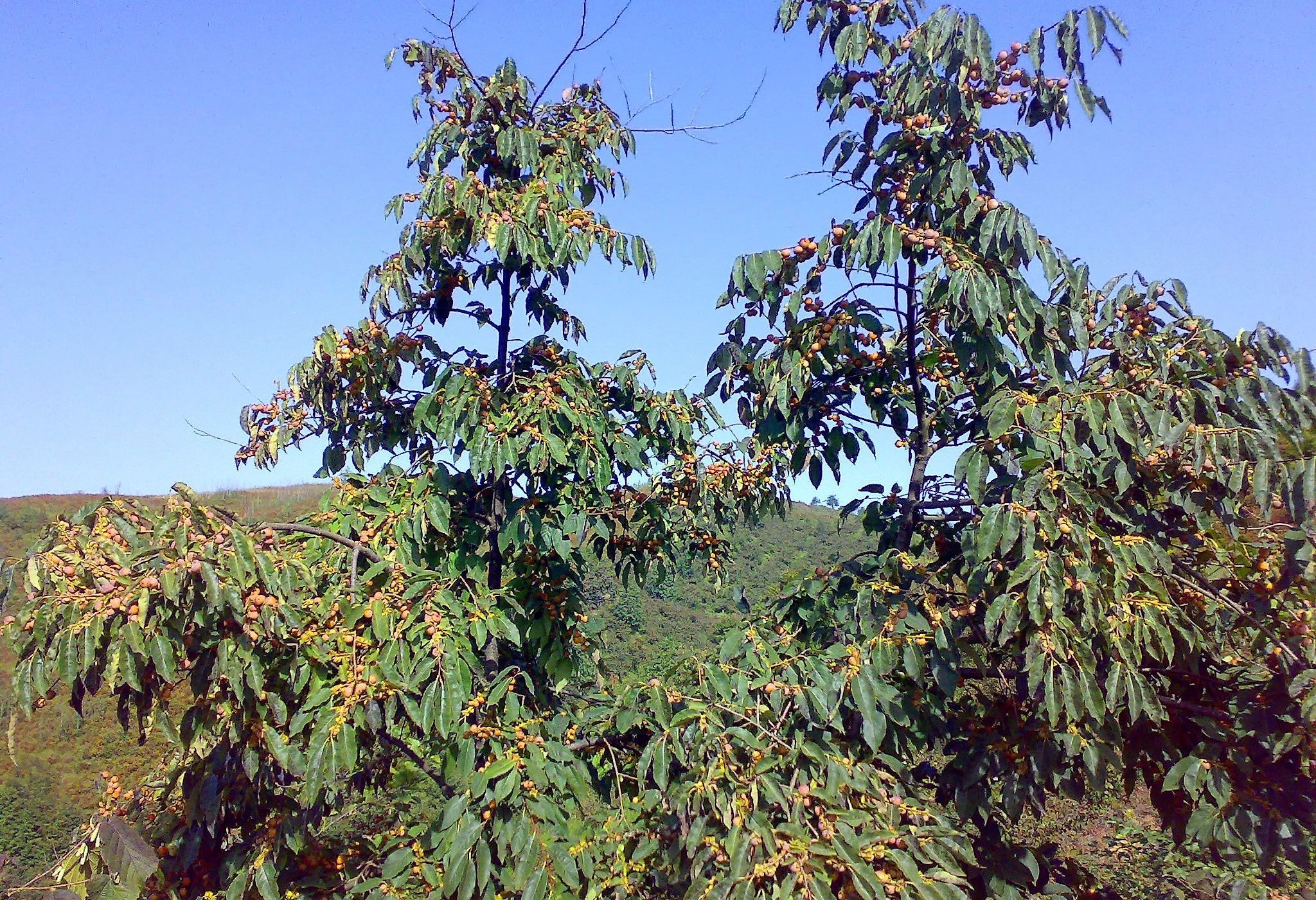 10 ITALIAN PERSIMMON TREE Dateplum Date Plum Fruit Diospyros Lotus Seeds - Image 15