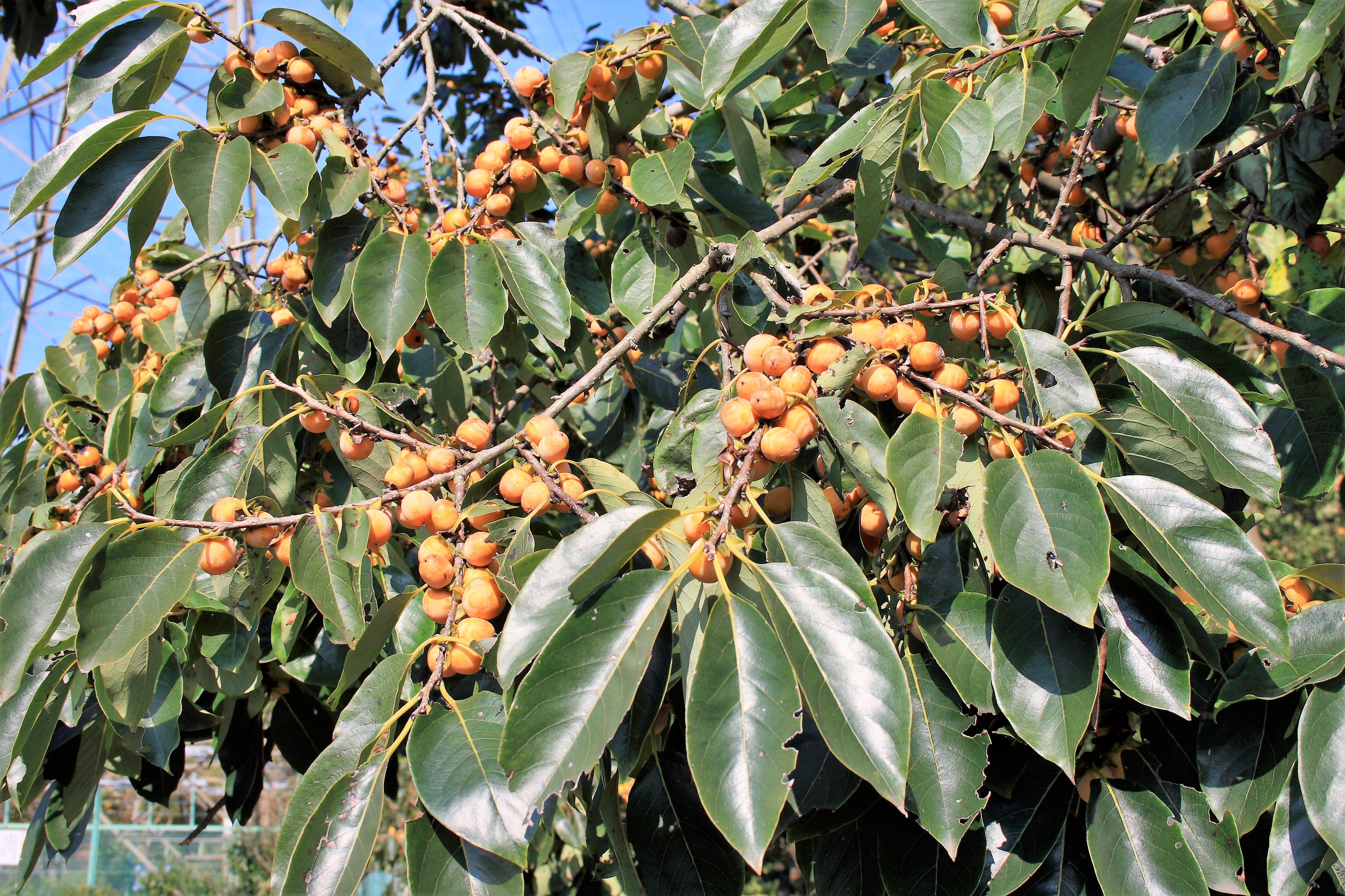10 ITALIAN PERSIMMON TREE Dateplum Date Plum Fruit Diospyros Lotus Seeds - Image 2