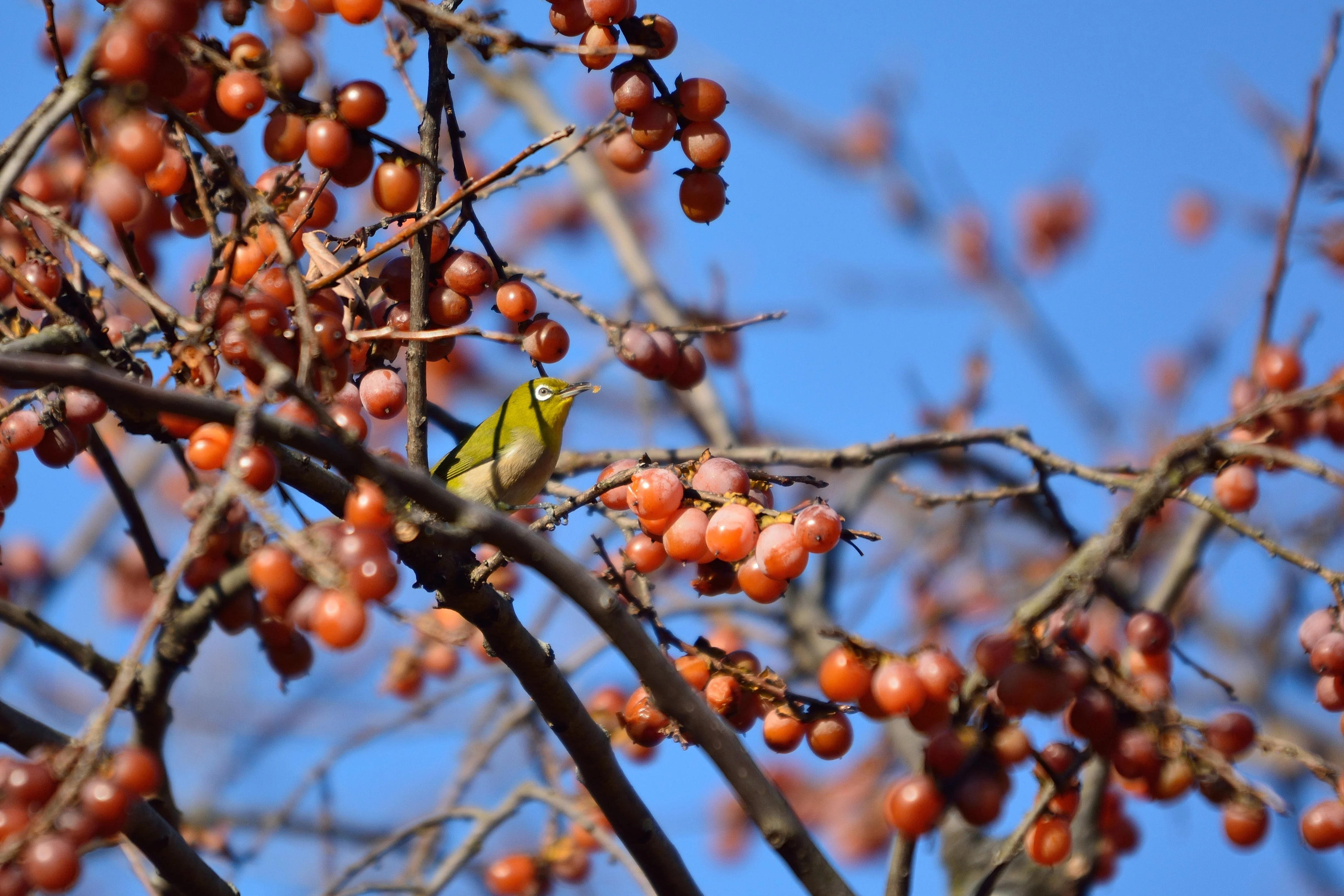 10 ITALIAN PERSIMMON TREE Dateplum Date Plum Fruit Diospyros Lotus Seeds - Image 4