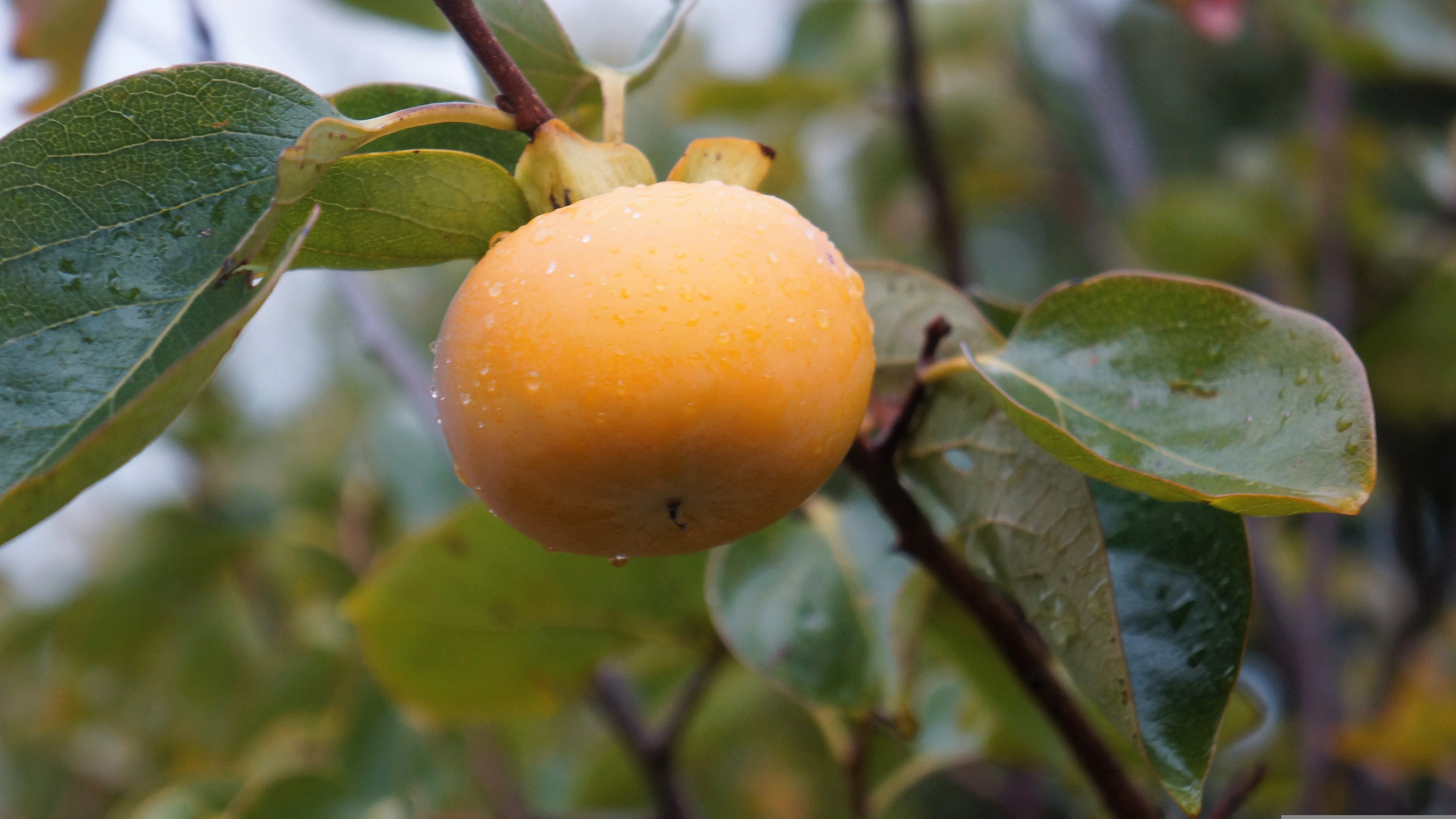 10 ITALIAN PERSIMMON TREE Dateplum Date Plum Fruit Diospyros Lotus Seeds - Image 5
