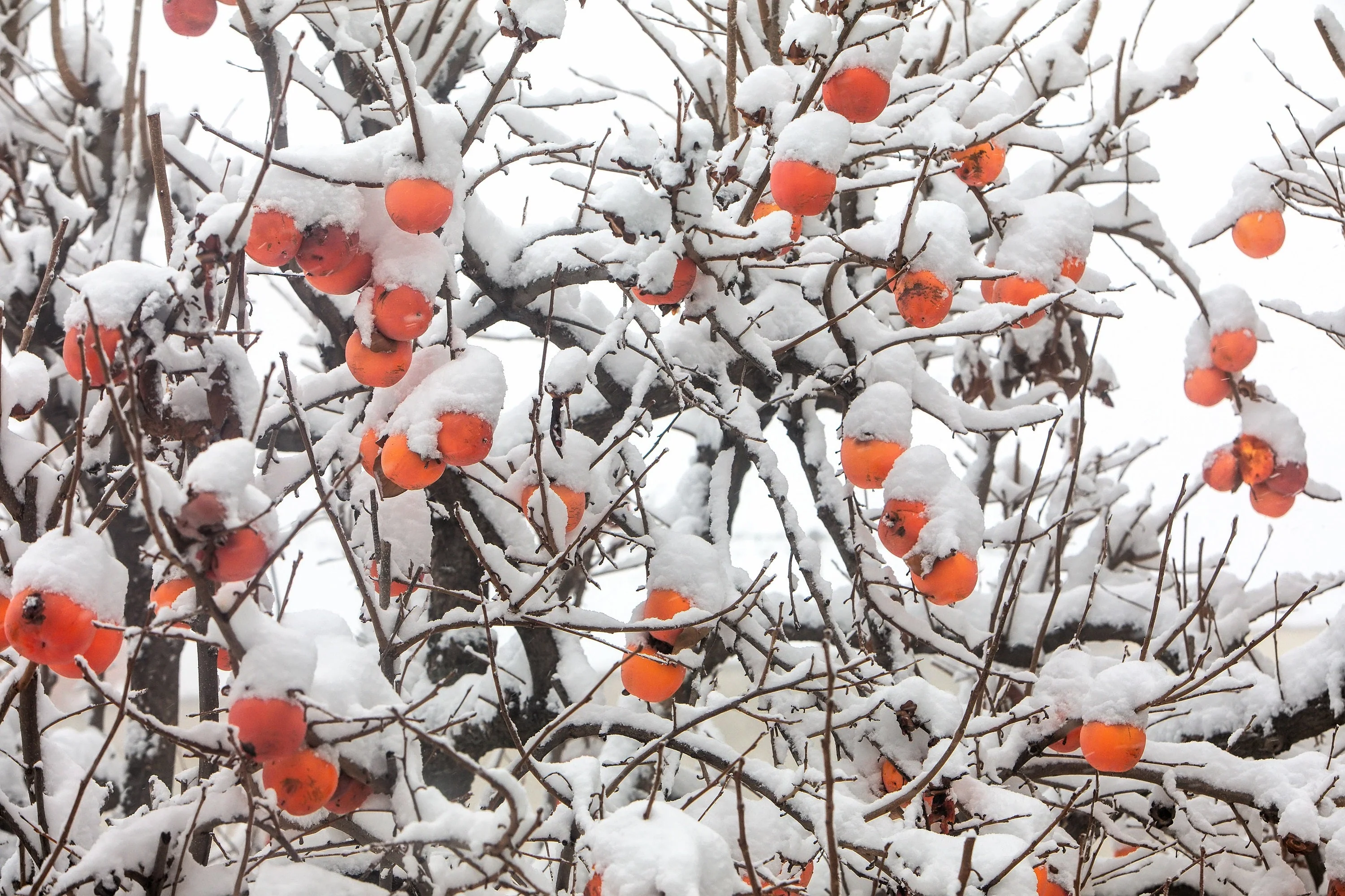 10 ITALIAN PERSIMMON TREE Dateplum Date Plum Fruit Diospyros Lotus Seeds - Image 6