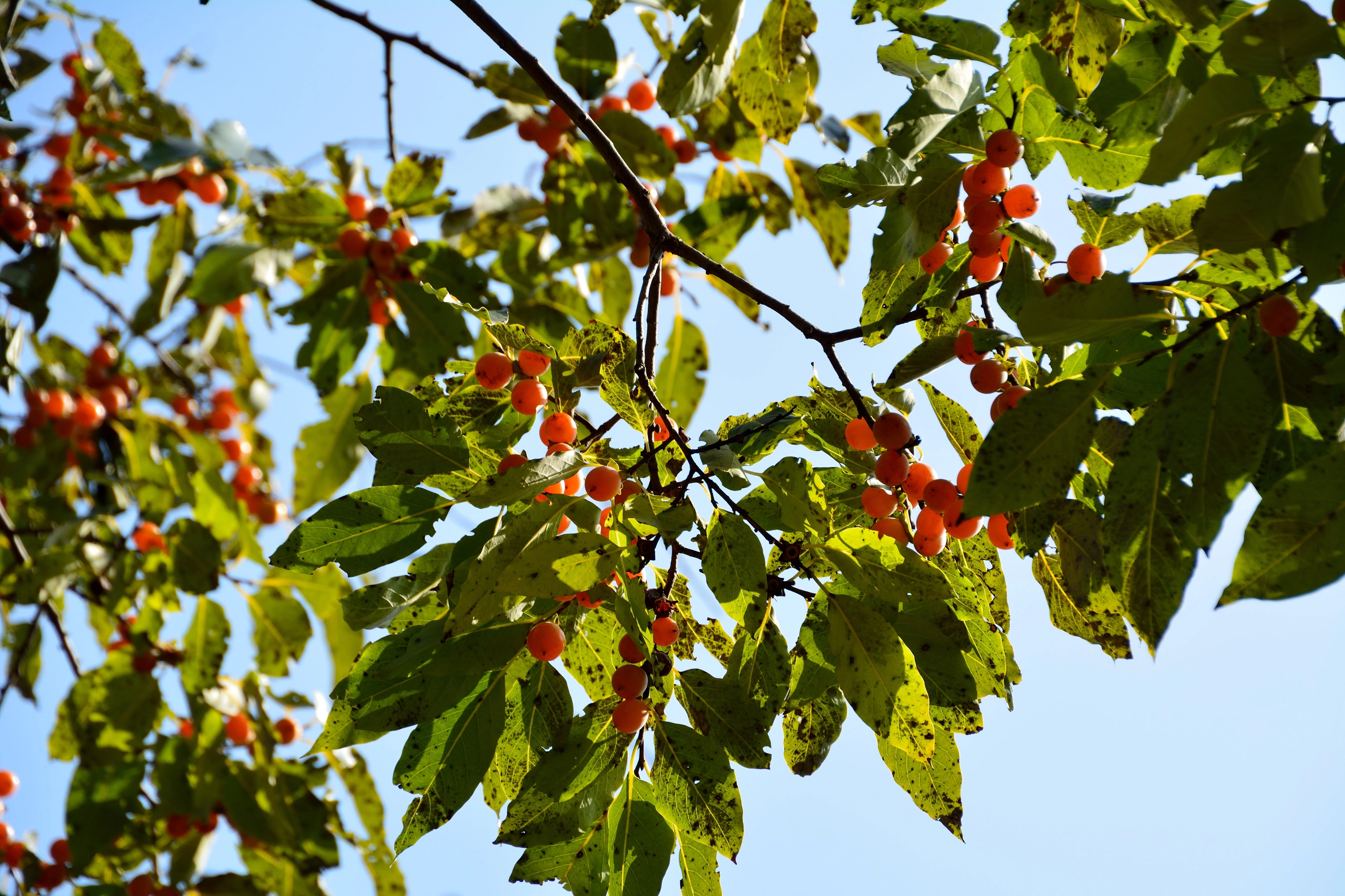 10 ITALIAN PERSIMMON TREE Dateplum Date Plum Fruit Diospyros Lotus Seeds - Image 8