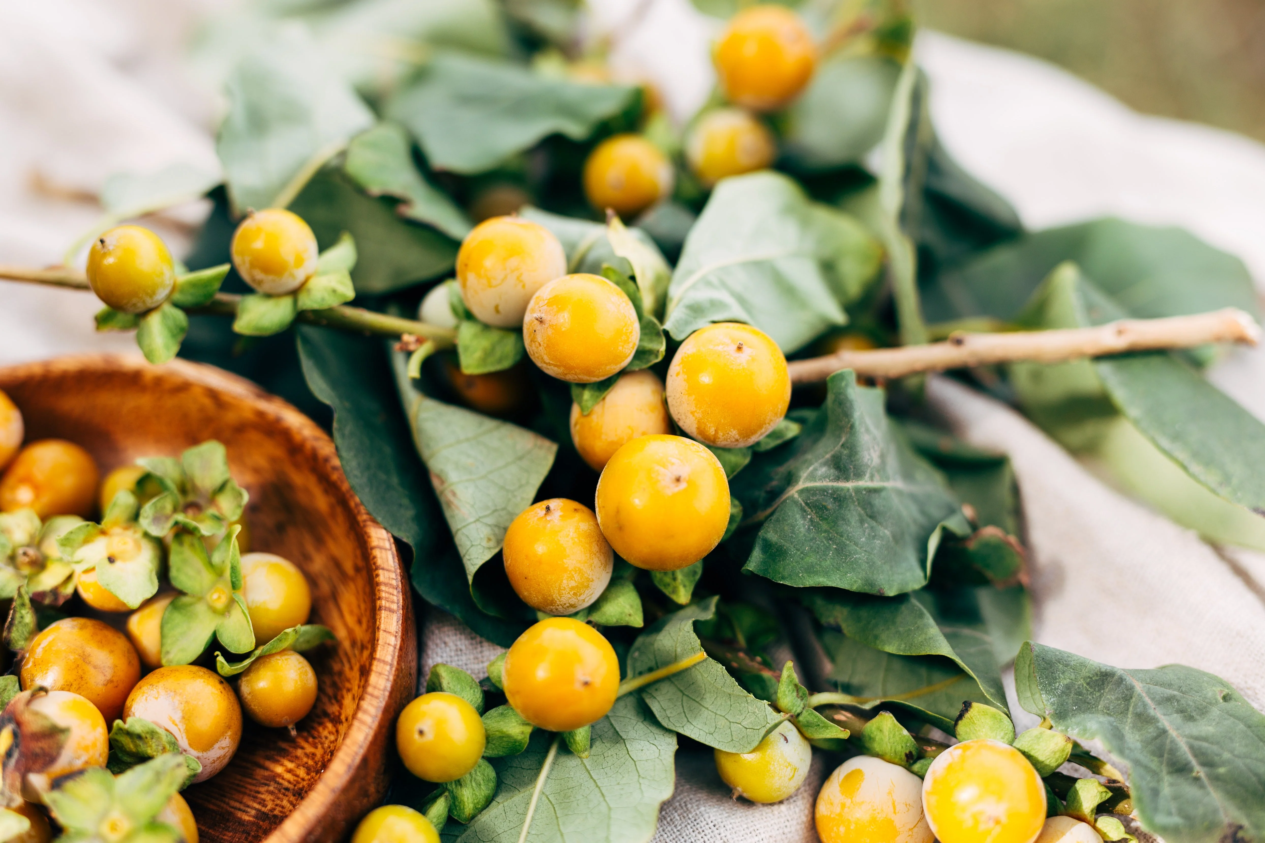 10 ITALIAN PERSIMMON TREE Dateplum Date Plum Fruit Diospyros Lotus Seeds - Image 9