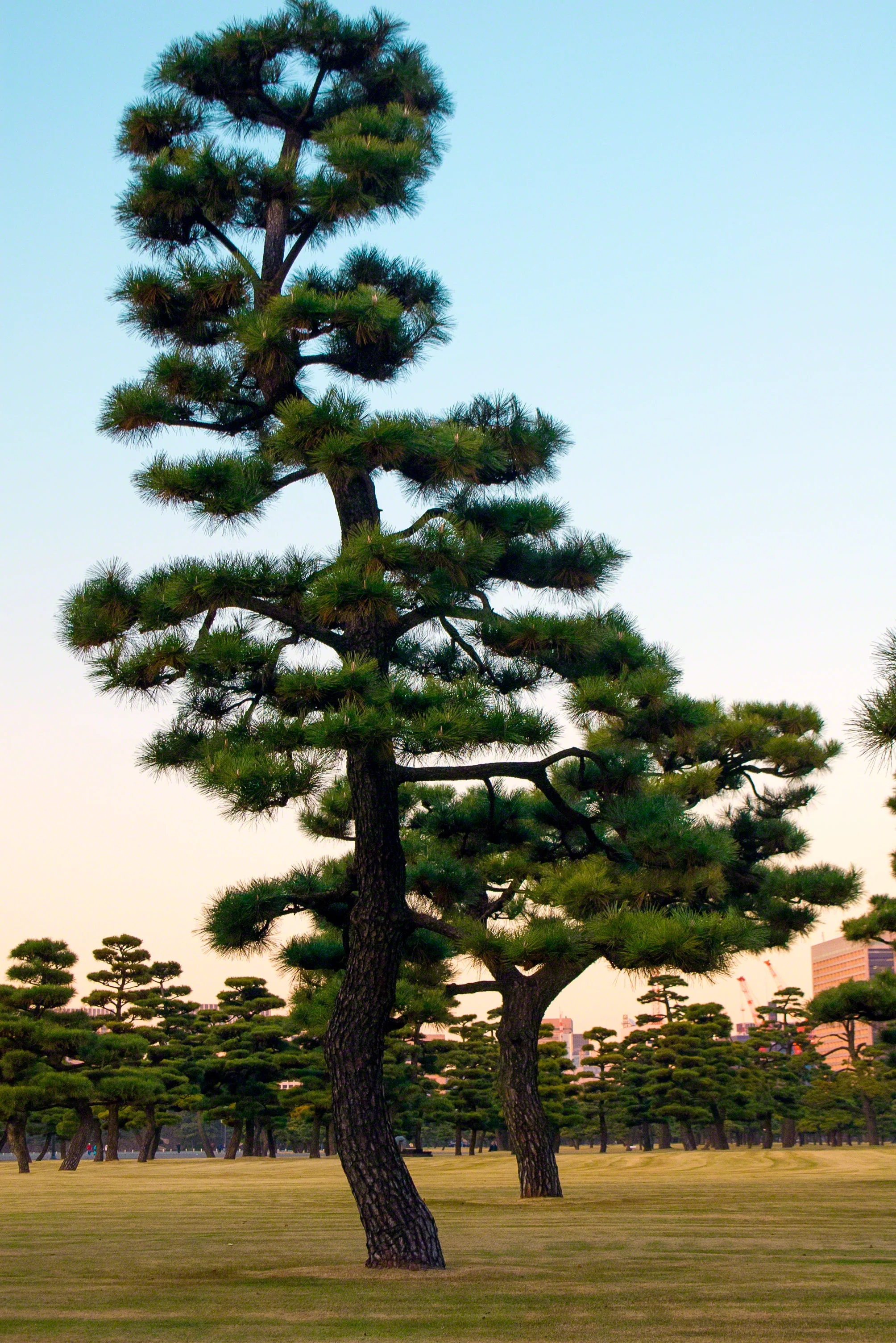 10 Japanese BLACK PINE TREE Evergreen Pinus Thunbergii Seeds - Image 10