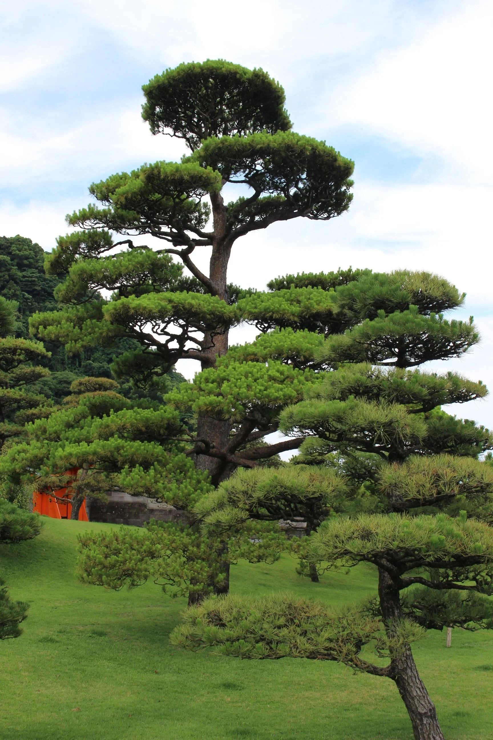 10 Japanese BLACK PINE TREE Evergreen Pinus Thunbergii Seeds - Image 11