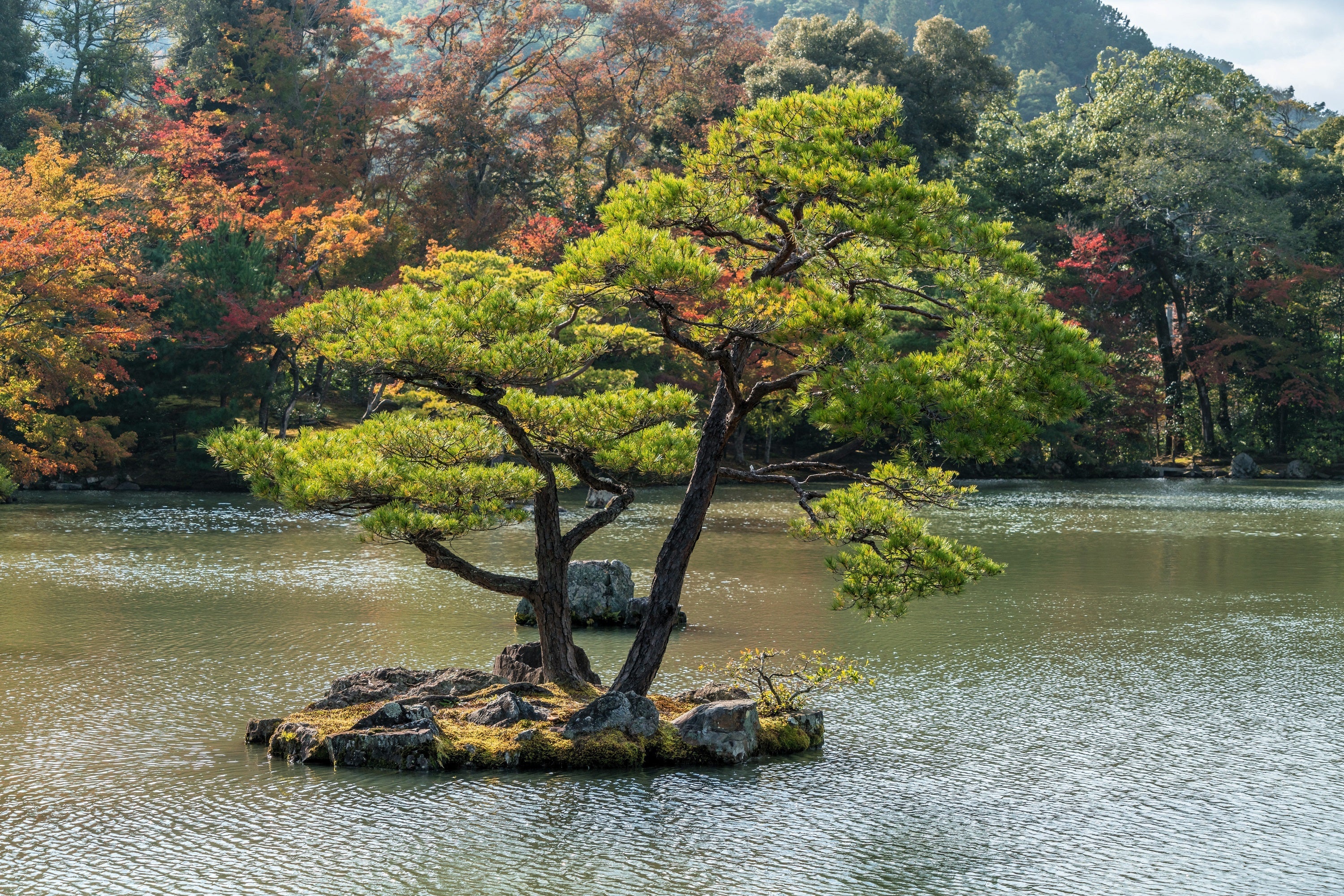10 Japanese BLACK PINE TREE Evergreen Pinus Thunbergii Seeds - Image 12