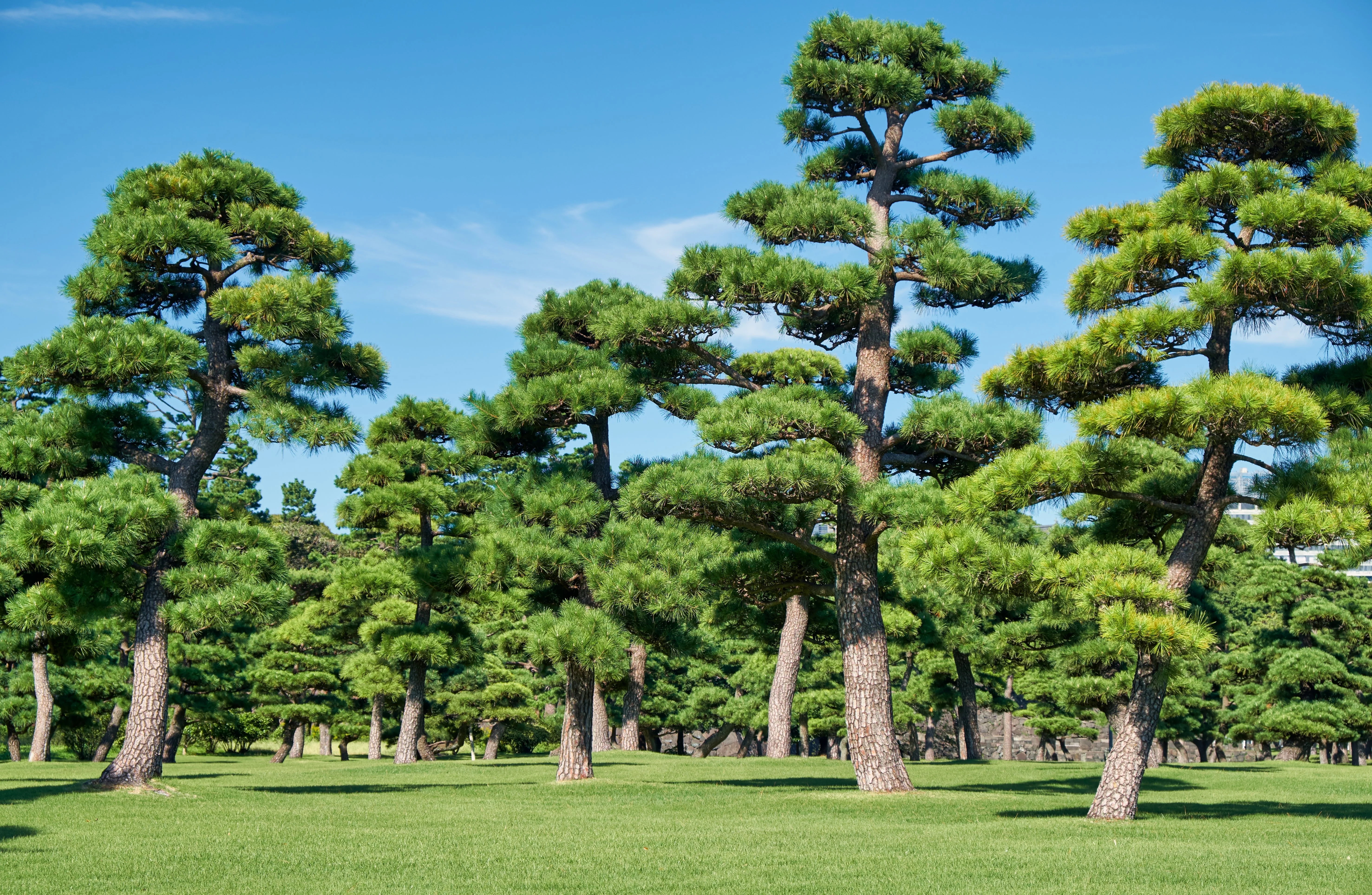 10 Japanese BLACK PINE TREE Evergreen Pinus Thunbergii Seeds - Image 2