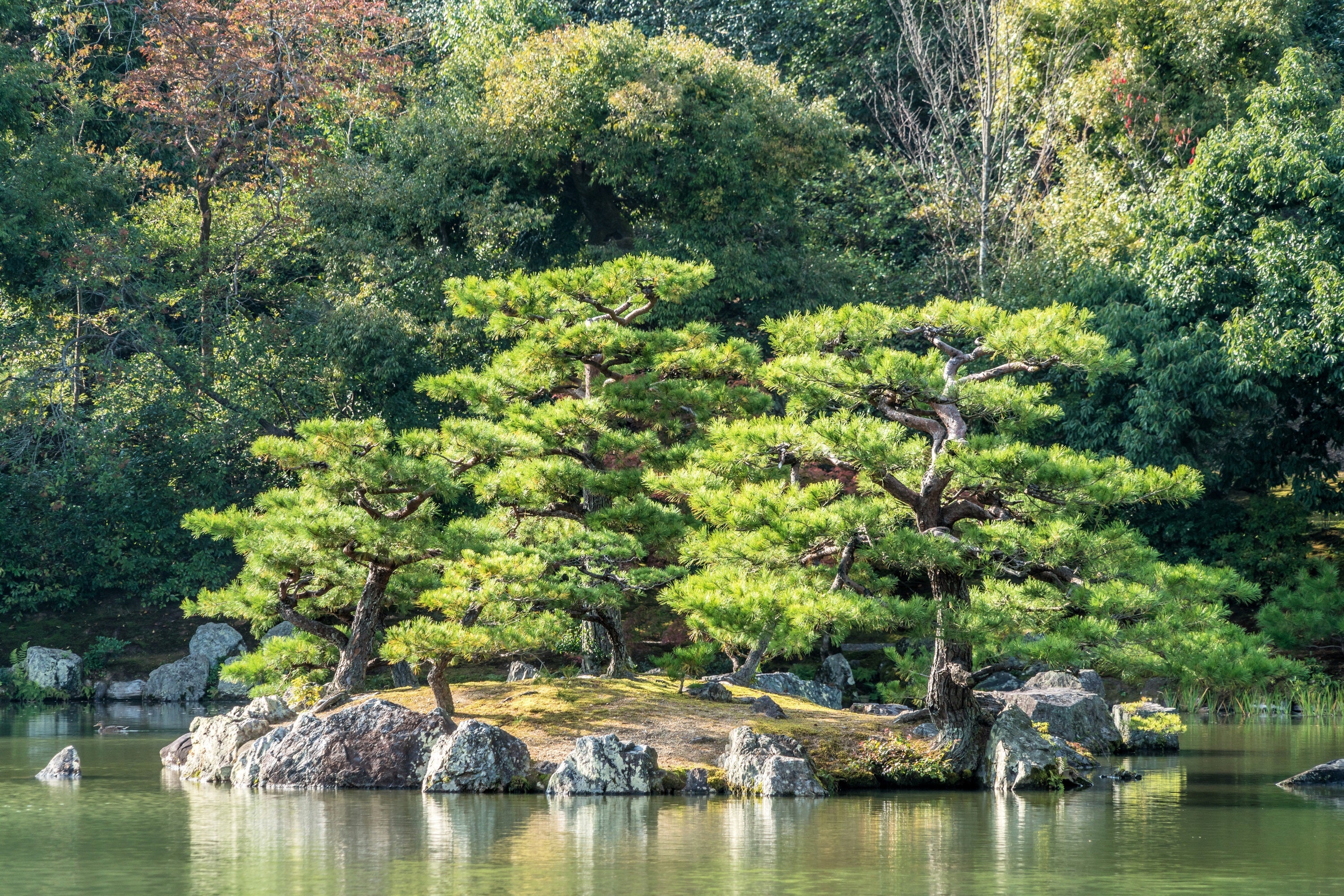 10 Japanese BLACK PINE TREE Evergreen Pinus Thunbergii Seeds - Image 3