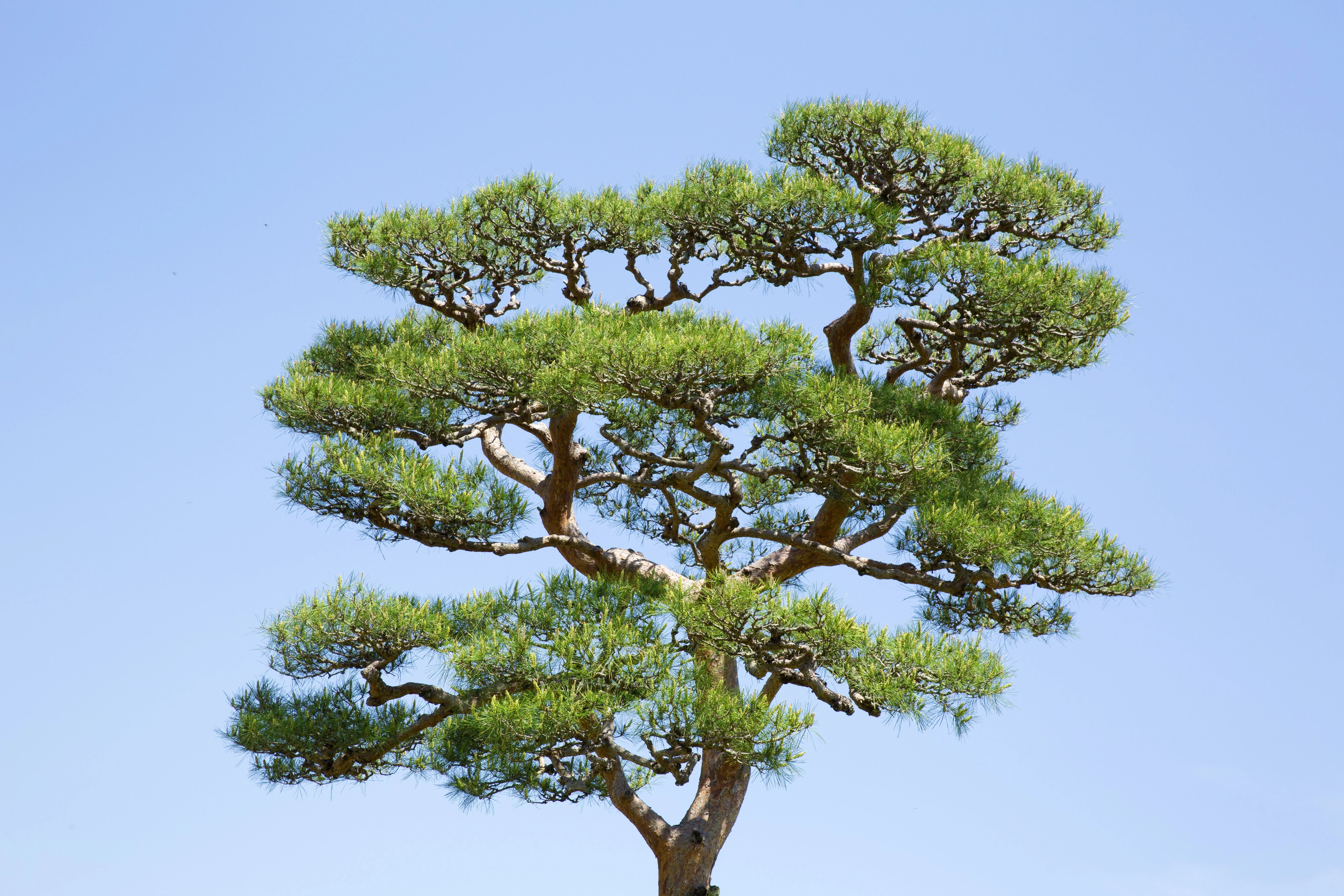 10 Japanese BLACK PINE TREE Evergreen Pinus Thunbergii Seeds - Image 4