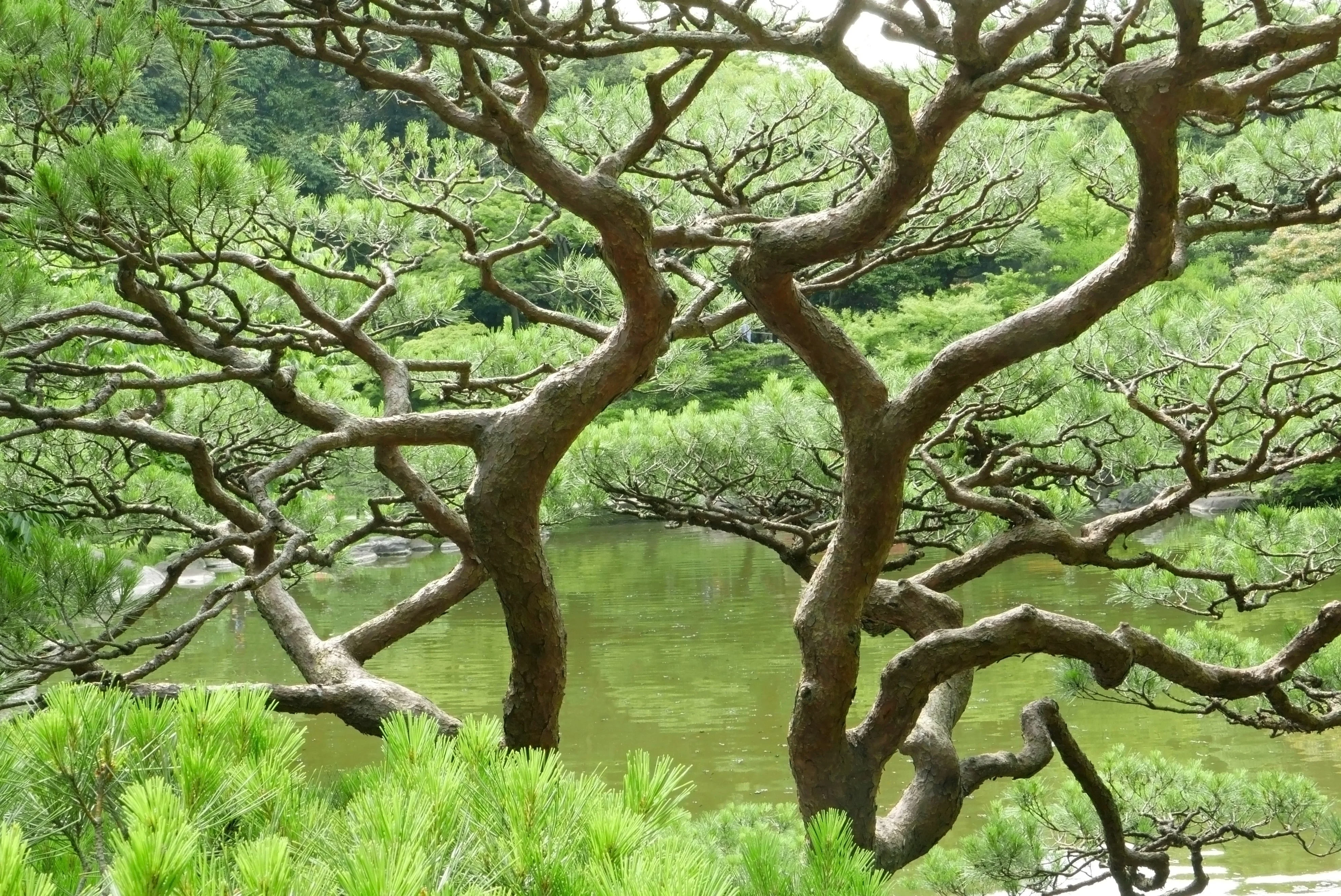 10 Japanese BLACK PINE TREE Evergreen Pinus Thunbergii Seeds - Image 5
