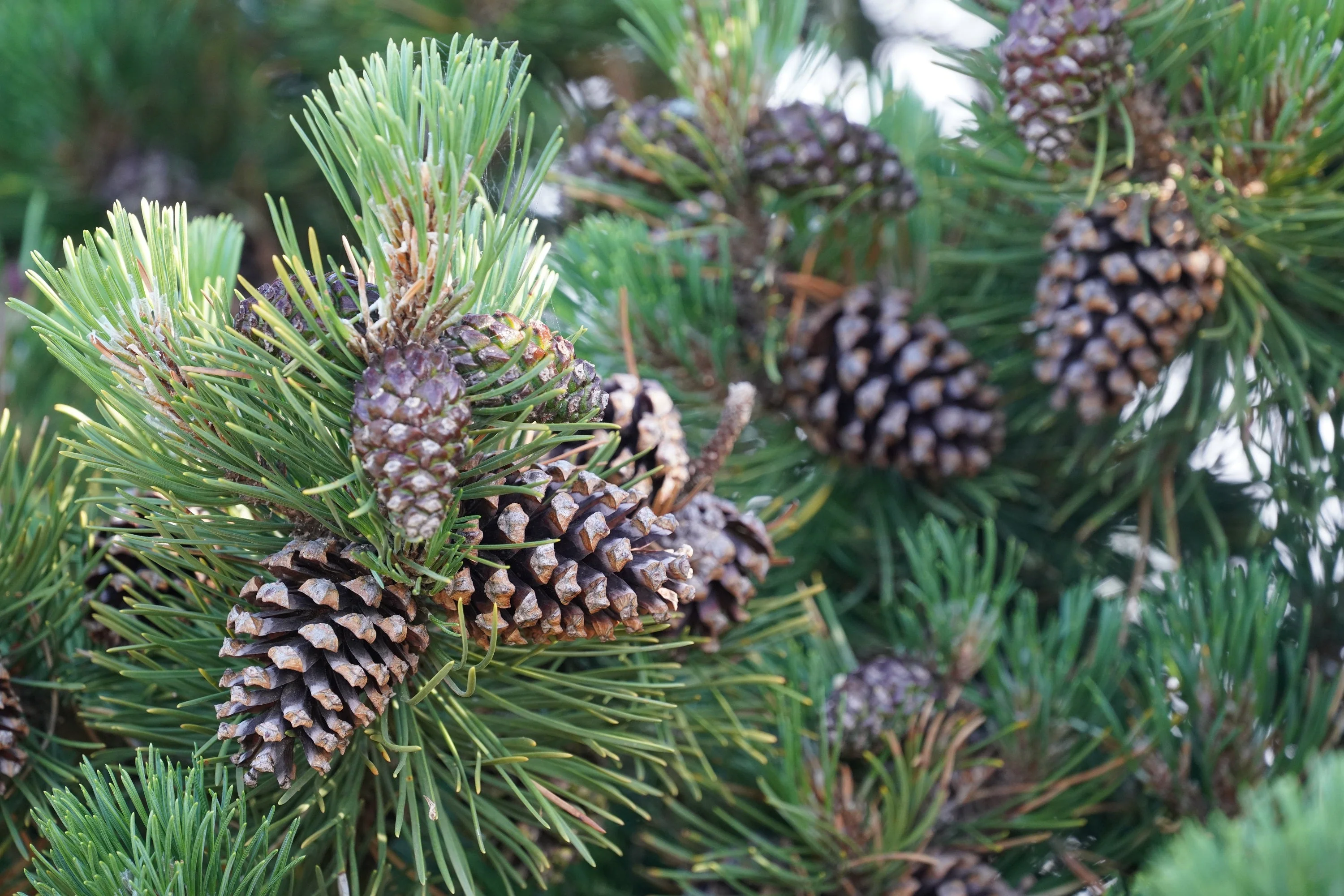 10 Japanese BLACK PINE TREE Evergreen Pinus Thunbergii Seeds - Image 6