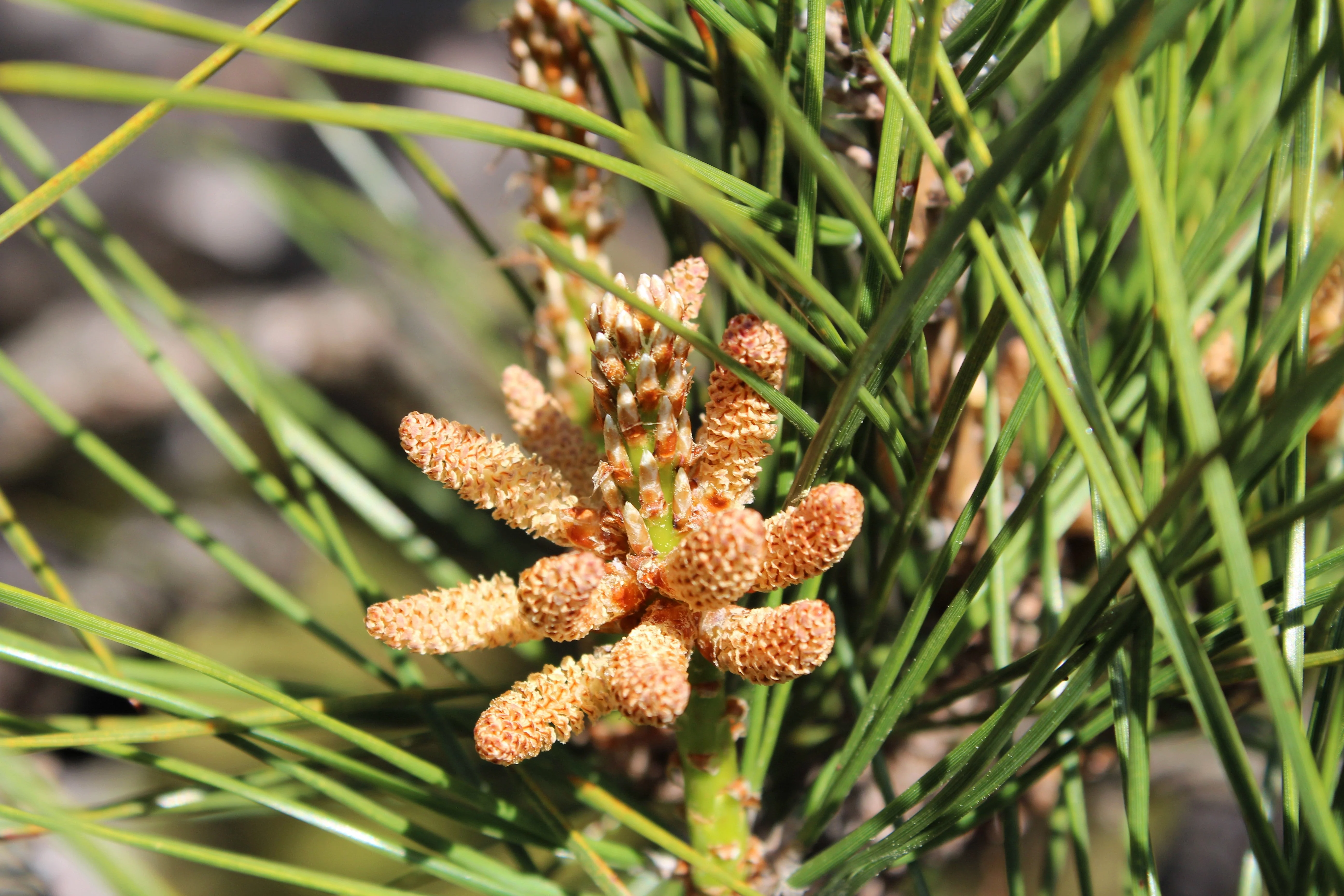 10 Japanese BLACK PINE TREE Evergreen Pinus Thunbergii Seeds - Image 7