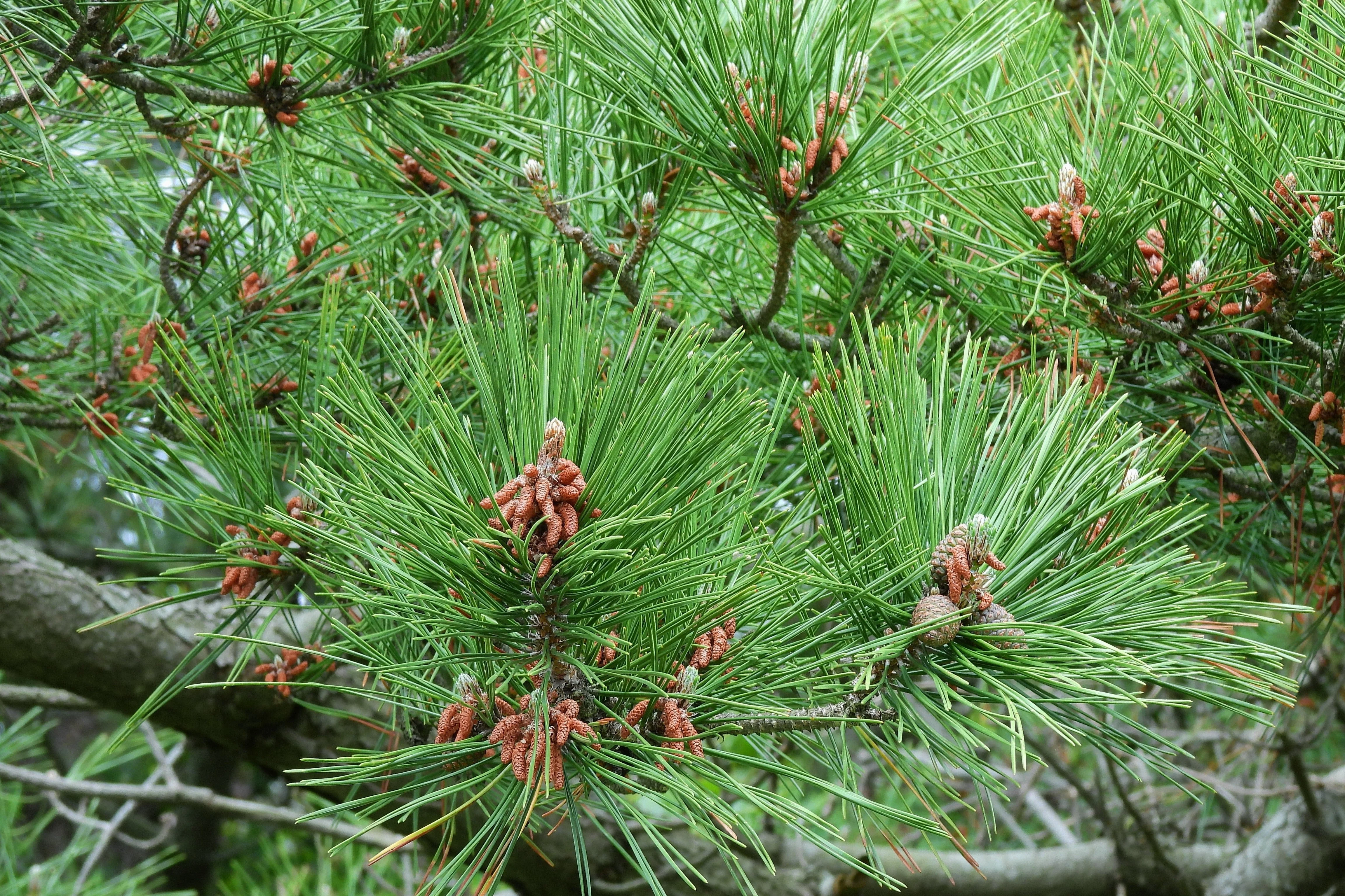 10 Japanese BLACK PINE TREE Evergreen Pinus Thunbergii Seeds - Image 8