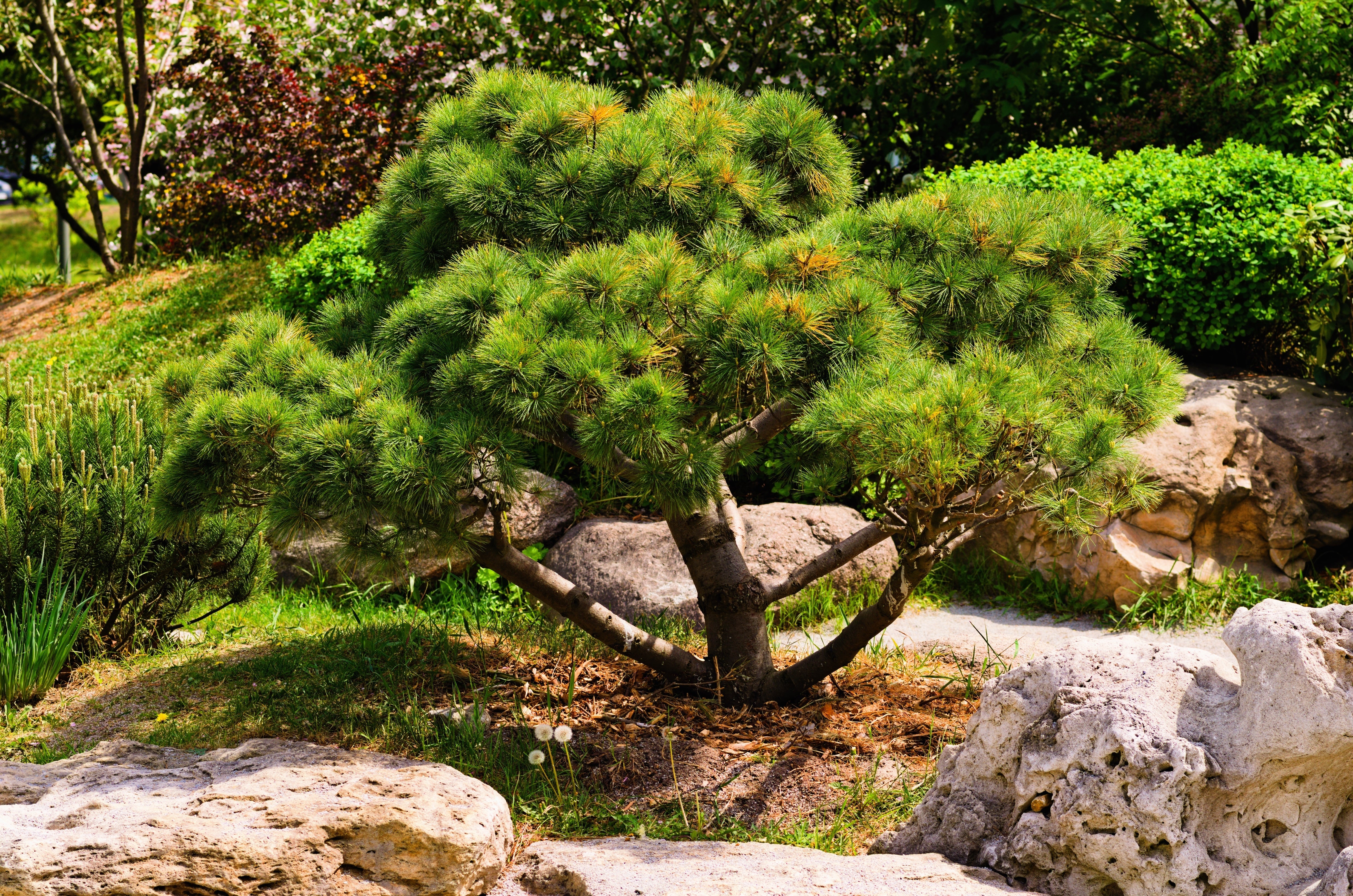 10 Japanese BLACK PINE TREE Evergreen Pinus Thunbergii Seeds - Image 9