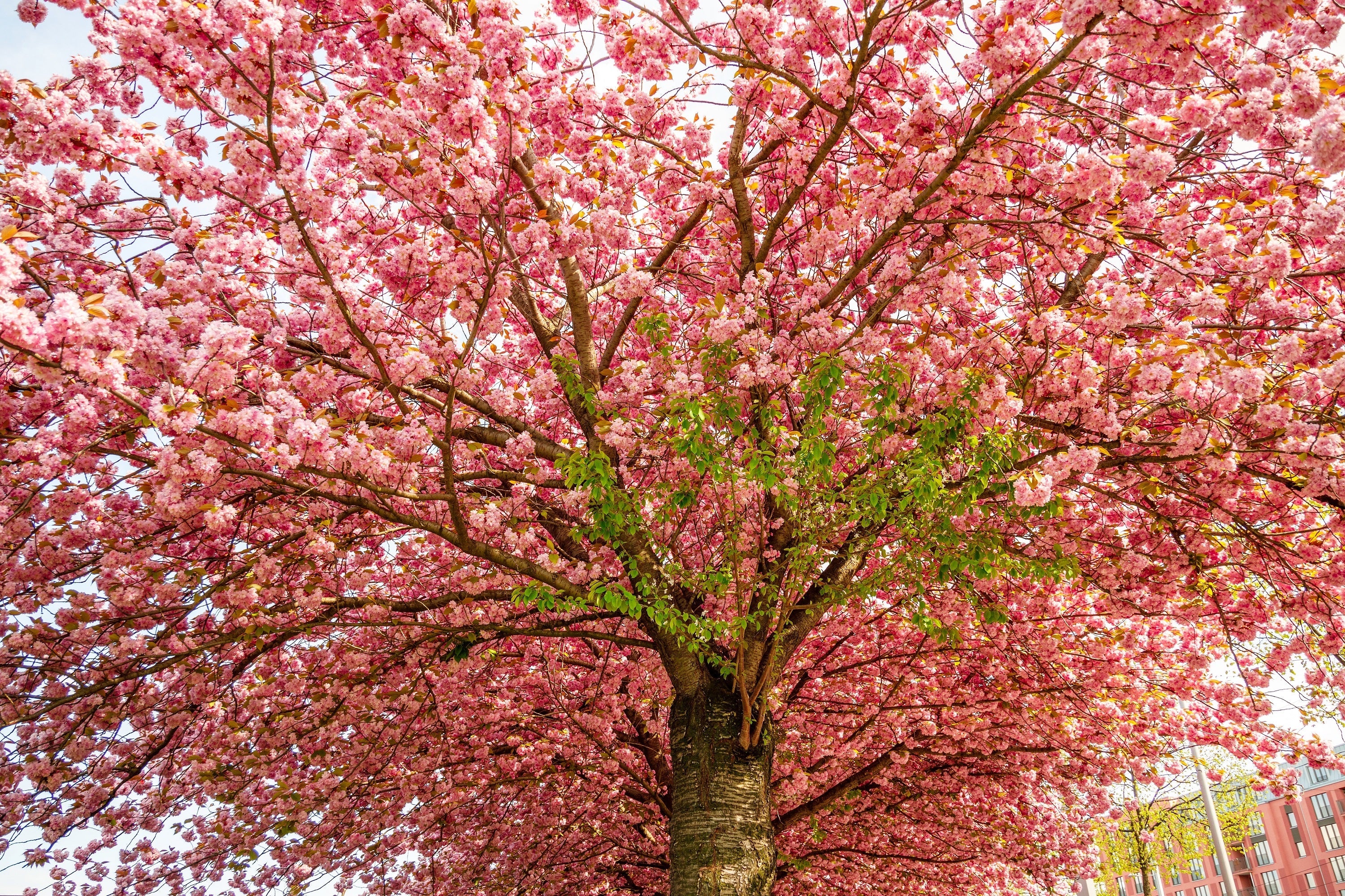10 JAPANESE FLOWERING CHERRY Tree Oriental Prunus Serrulata Flower Seeds - Image 10