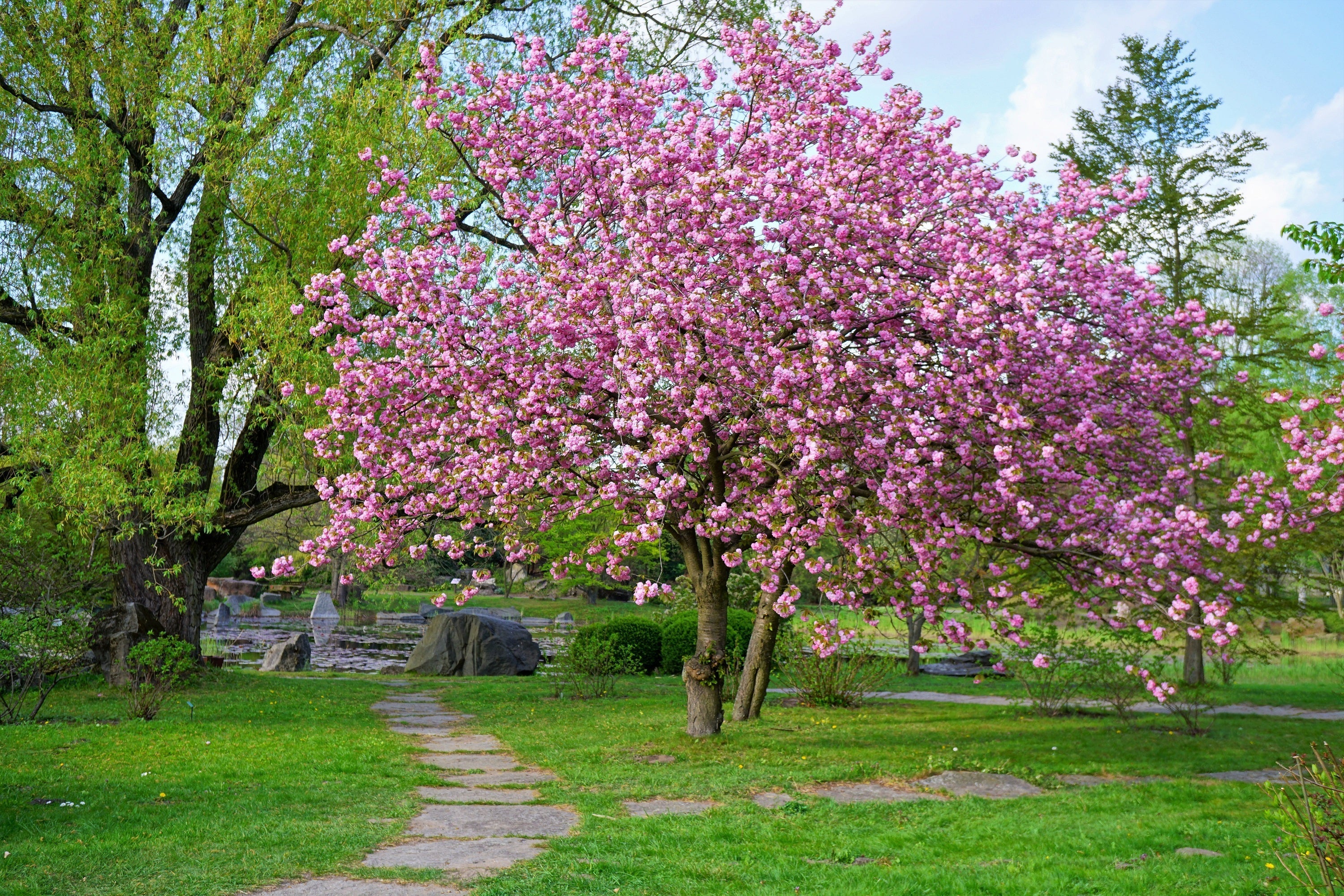 10 JAPANESE FLOWERING CHERRY Tree Oriental Prunus Serrulata Flower Seeds - Image 11