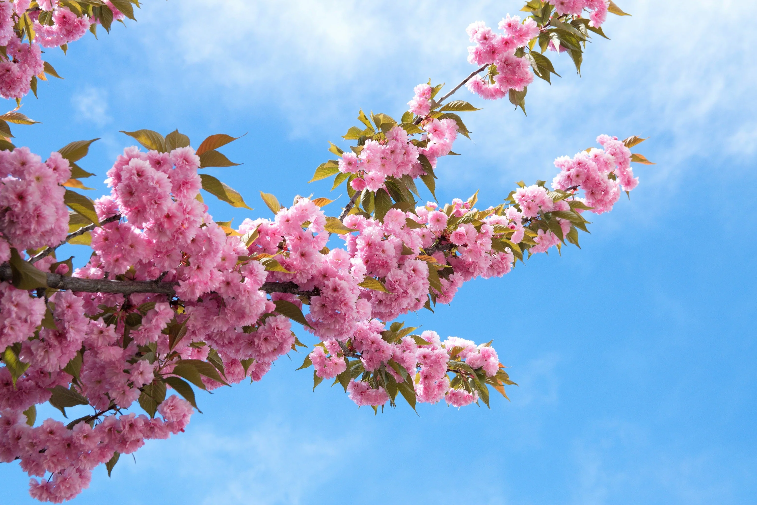 10 JAPANESE FLOWERING CHERRY Tree Oriental Prunus Serrulata Flower Seeds - Image 12