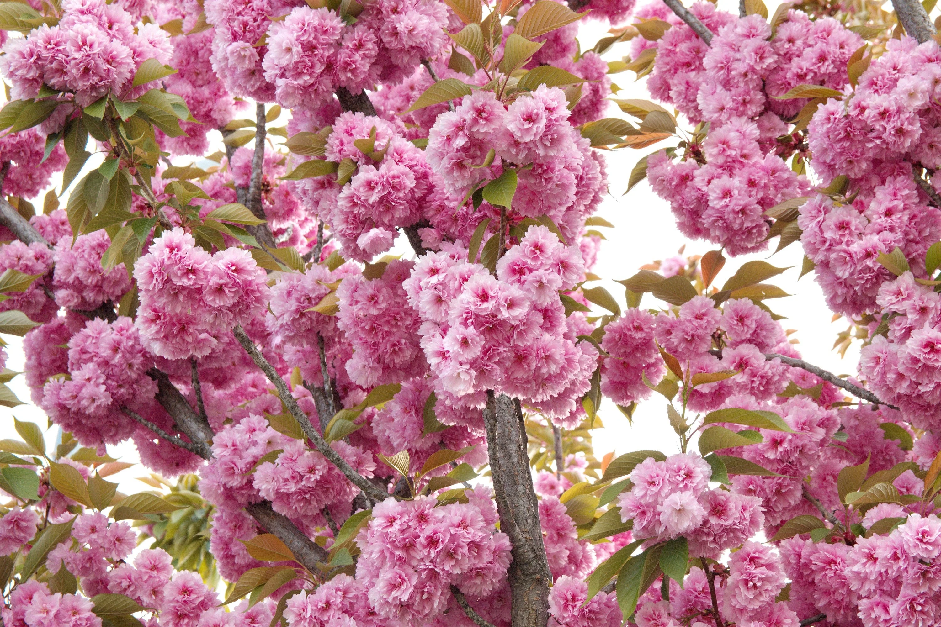 10 JAPANESE FLOWERING CHERRY Tree Oriental Prunus Serrulata Flower Seeds - Image 13