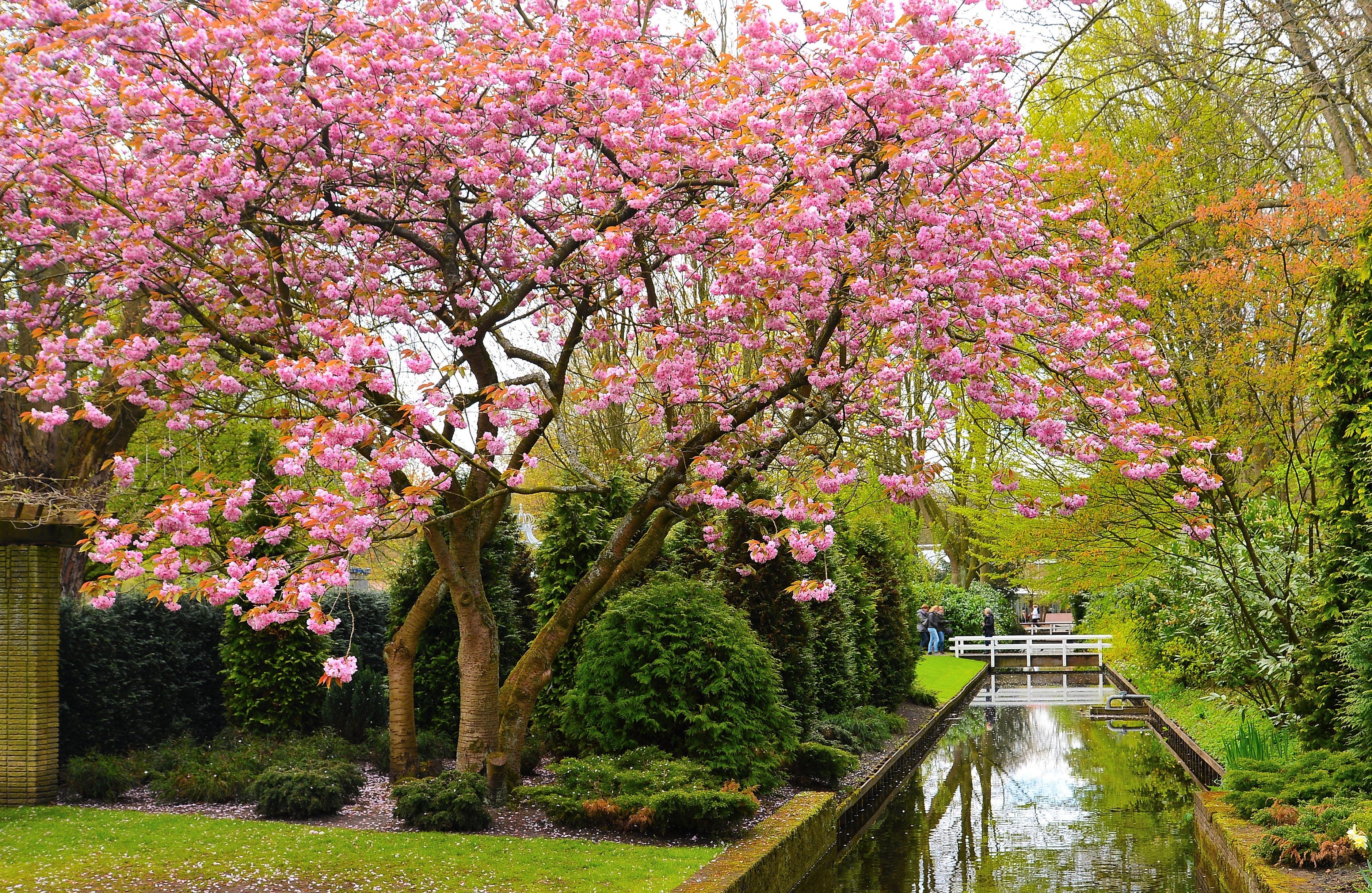 10 JAPANESE FLOWERING CHERRY Tree Oriental Prunus Serrulata Flower Seeds - Image 2