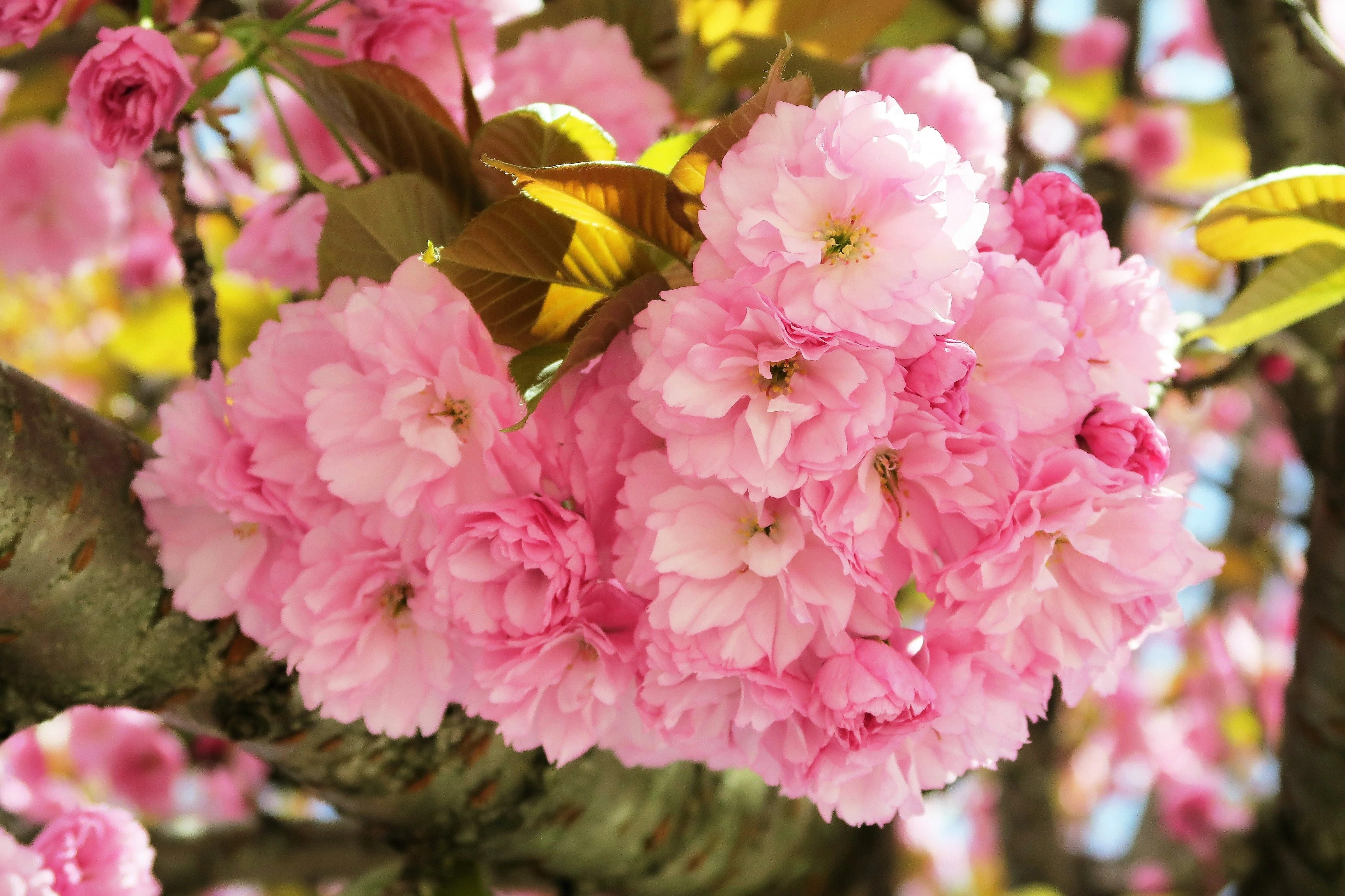 10 JAPANESE FLOWERING CHERRY Tree Oriental Prunus Serrulata Flower Seeds - Image 3