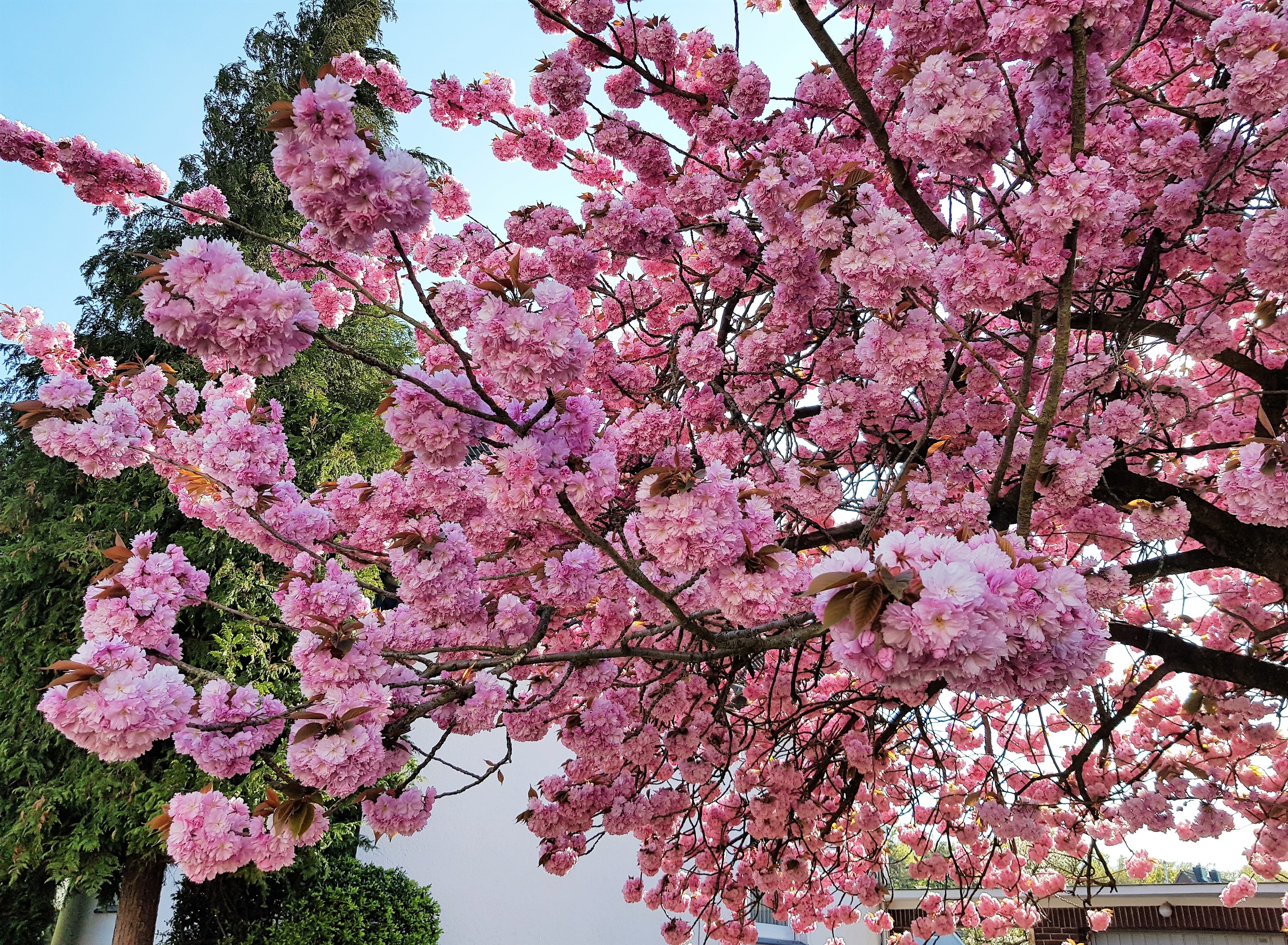 10 JAPANESE FLOWERING CHERRY Tree Oriental Prunus Serrulata Flower Seeds - Image 4