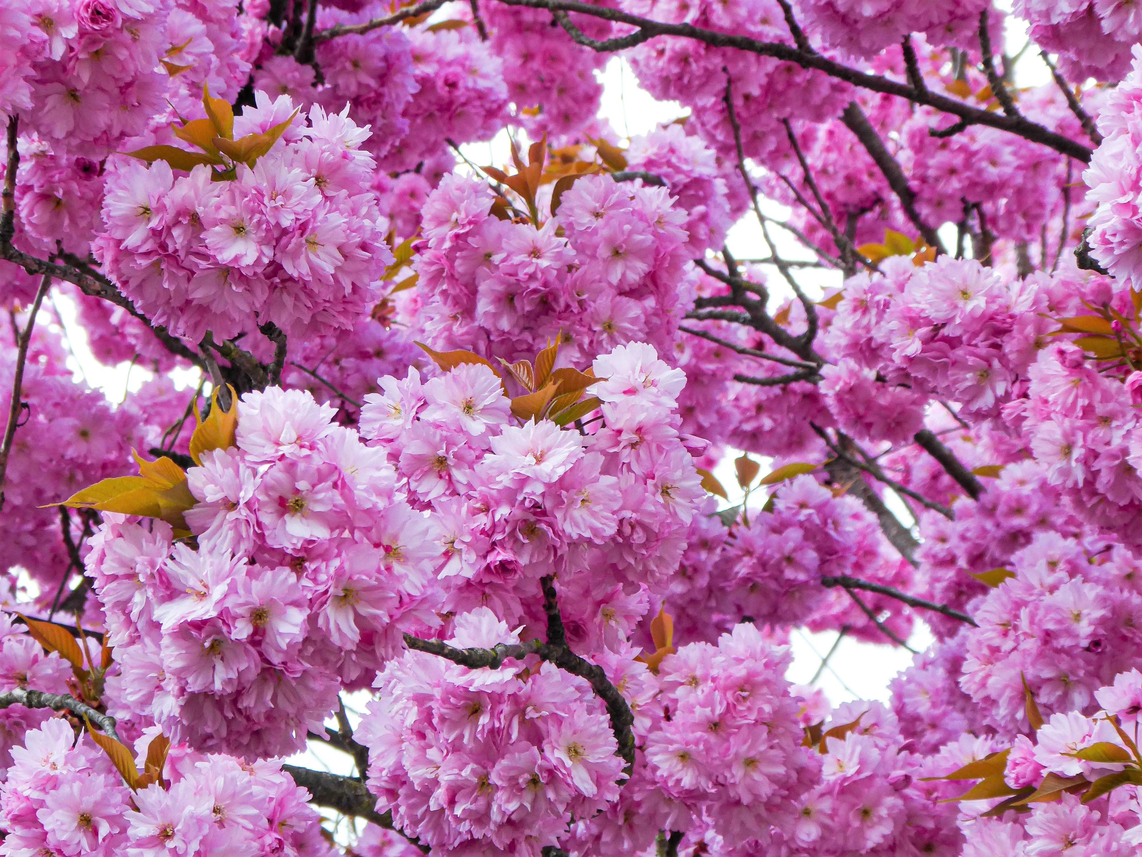 10 JAPANESE FLOWERING CHERRY Tree Oriental Prunus Serrulata Flower Seeds - Image 5