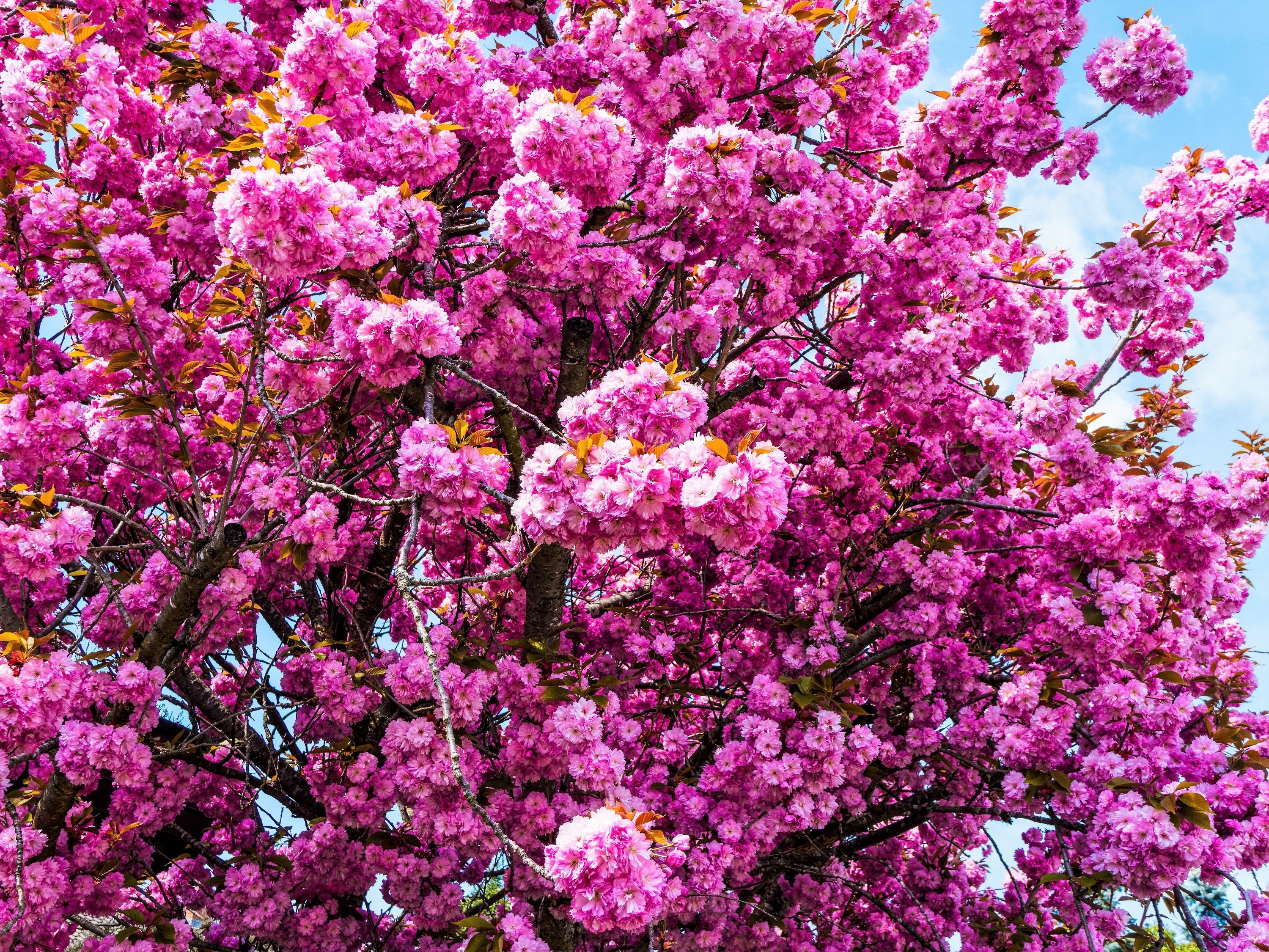 10 JAPANESE FLOWERING CHERRY Tree Oriental Prunus Serrulata Flower Seeds - Image 6