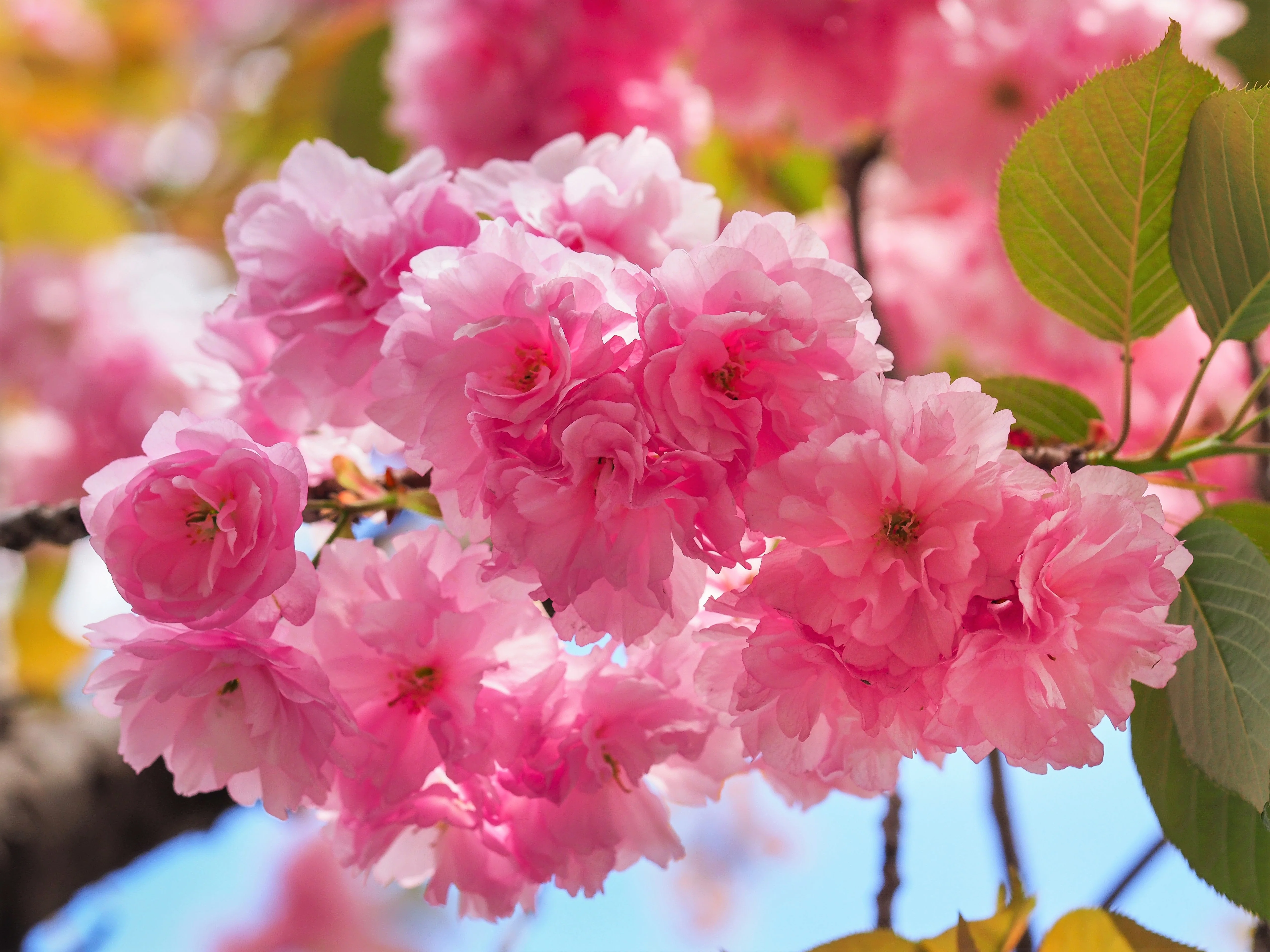 10 JAPANESE FLOWERING CHERRY Tree Oriental Prunus Serrulata Flower Seeds - Image 7
