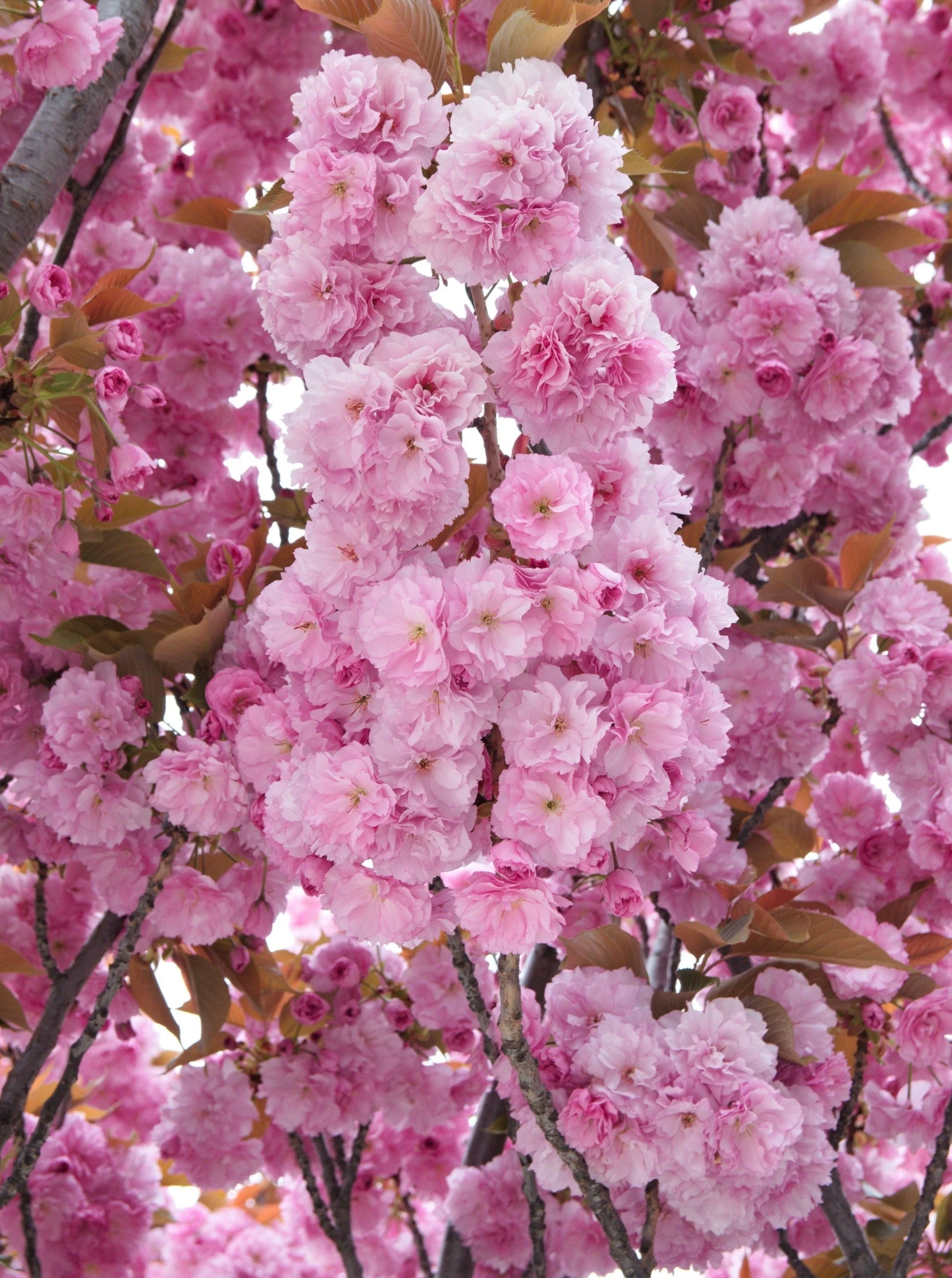 10 JAPANESE FLOWERING CHERRY Tree Oriental Prunus Serrulata Flower Seeds - Image 8