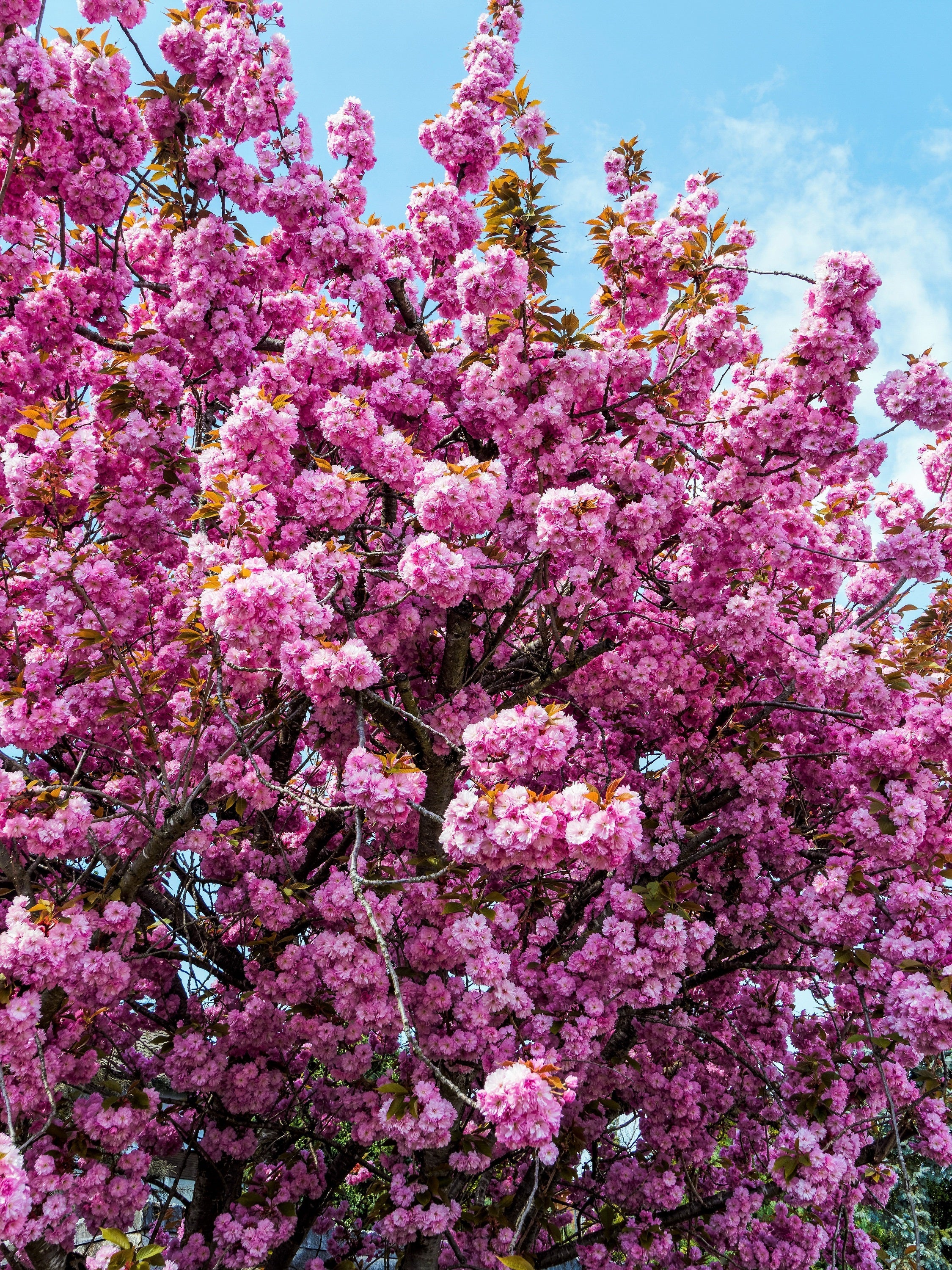 10 JAPANESE FLOWERING CHERRY Tree Oriental Prunus Serrulata Flower Seeds - Image 9