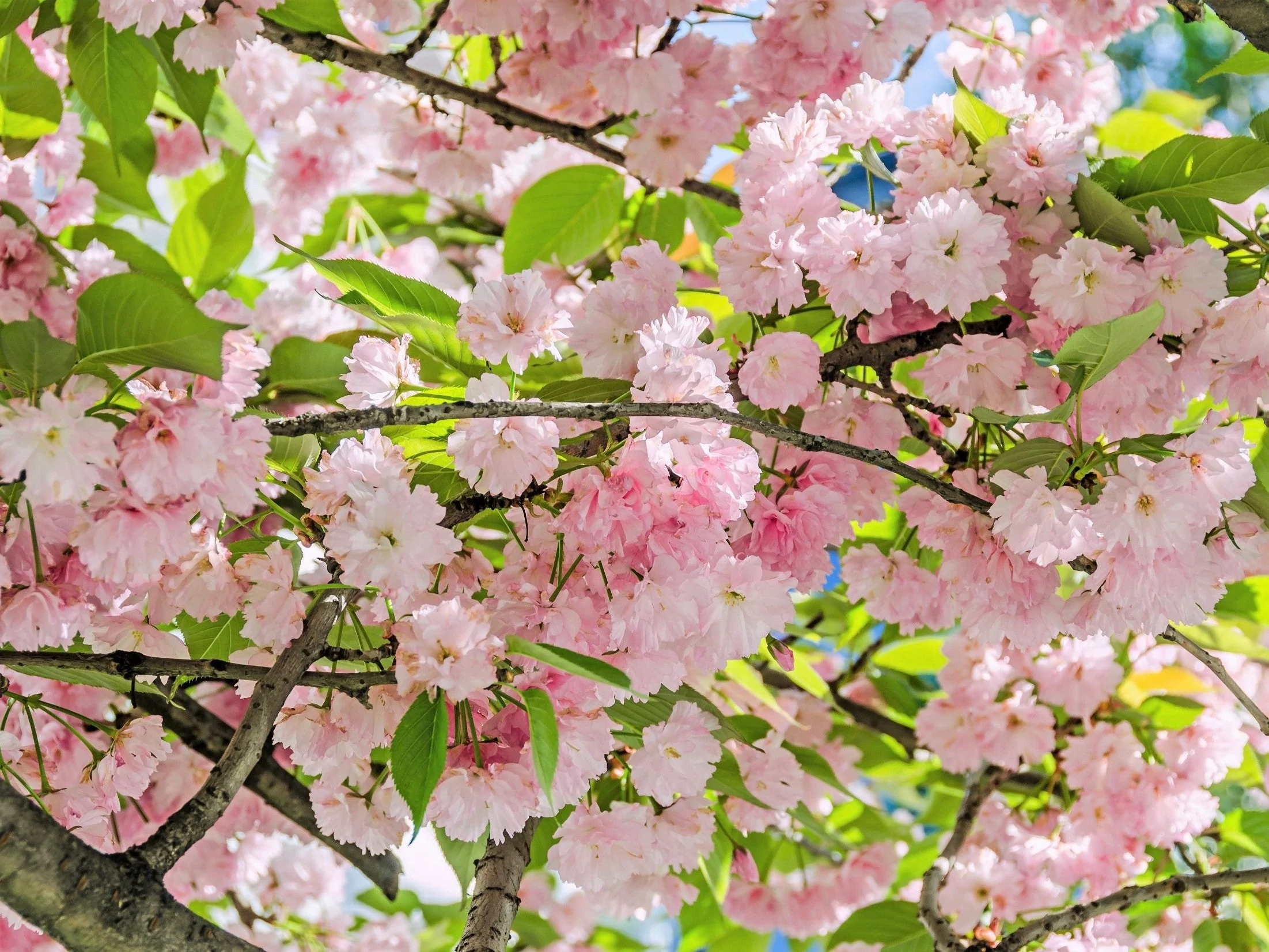 10 Japanese MOUNTAIN CHERRY Hill Cherry Prunus Serrulata Spontanea Pink & White Flowers Red Fruit Tree Seeds - Image 2
