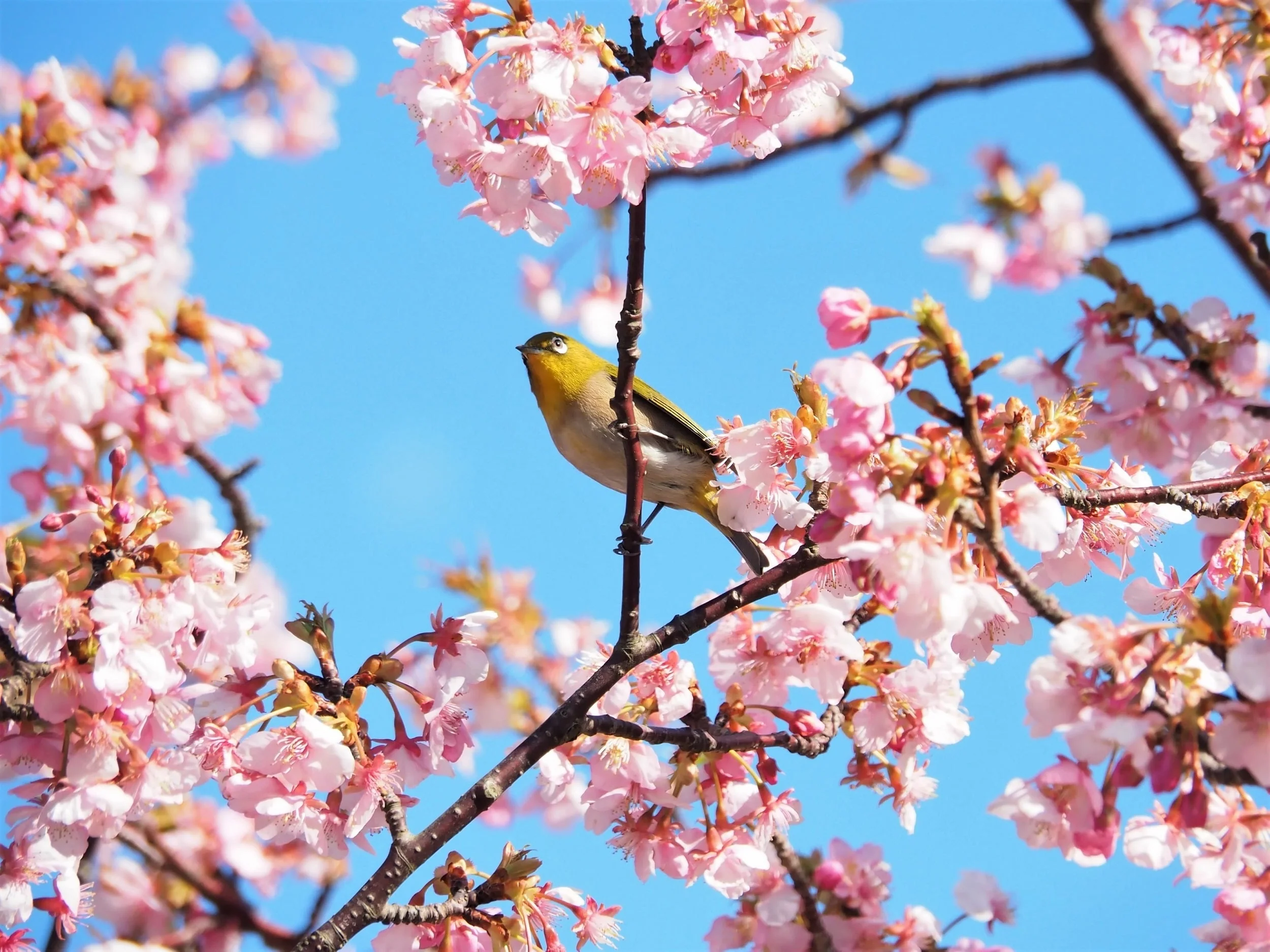 10 Japanese MOUNTAIN CHERRY Hill Cherry Prunus Serrulata Spontanea Pink & White Flowers Red Fruit Tree Seeds - Image 3