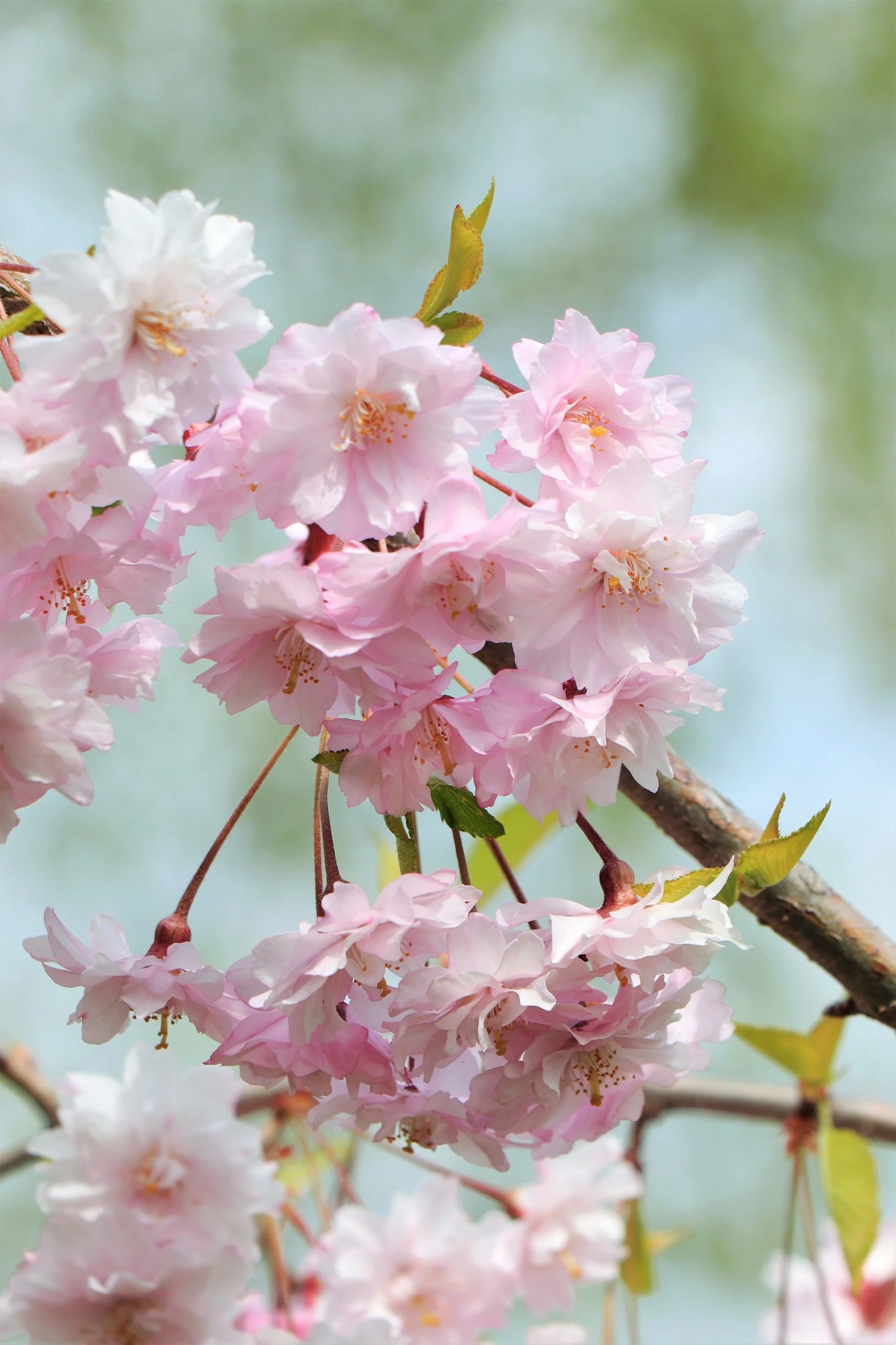 10 Japanese MOUNTAIN CHERRY Hill Cherry Prunus Serrulata Spontanea Pink & White Flowers Red Fruit Tree Seeds - Image 4