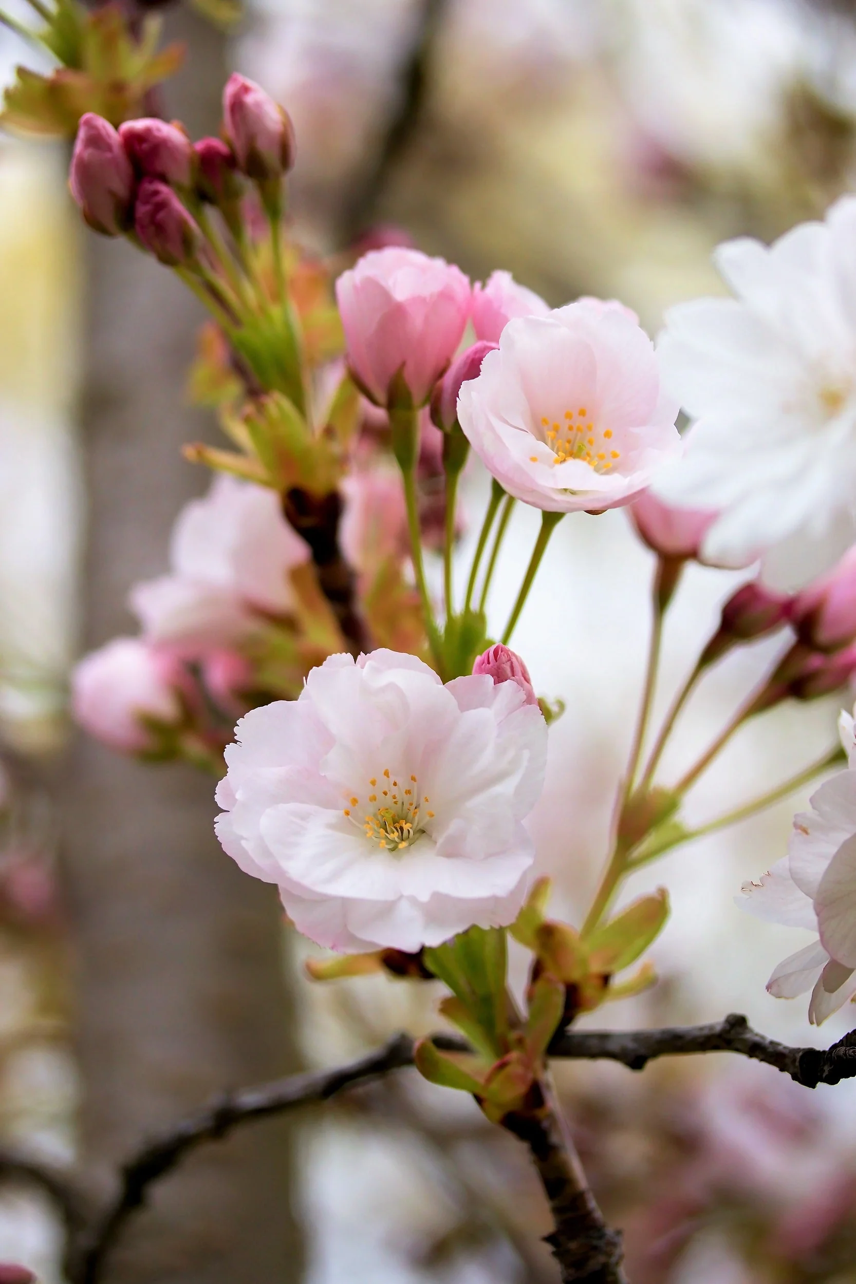 10 Japanese MOUNTAIN CHERRY Hill Cherry Prunus Serrulata Spontanea Pink & White Flowers Red Fruit Tree Seeds - Image 5