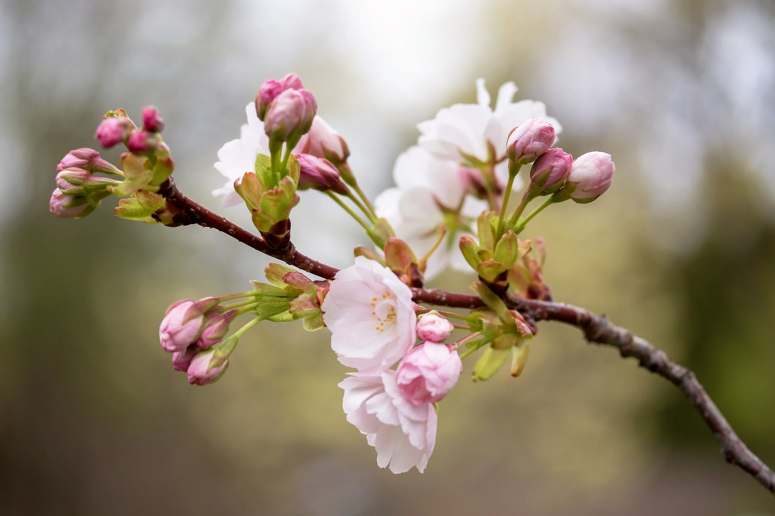10 Japanese MOUNTAIN CHERRY Hill Cherry Prunus Serrulata Spontanea Pink & White Flowers Red Fruit Tree Seeds - Image 6
